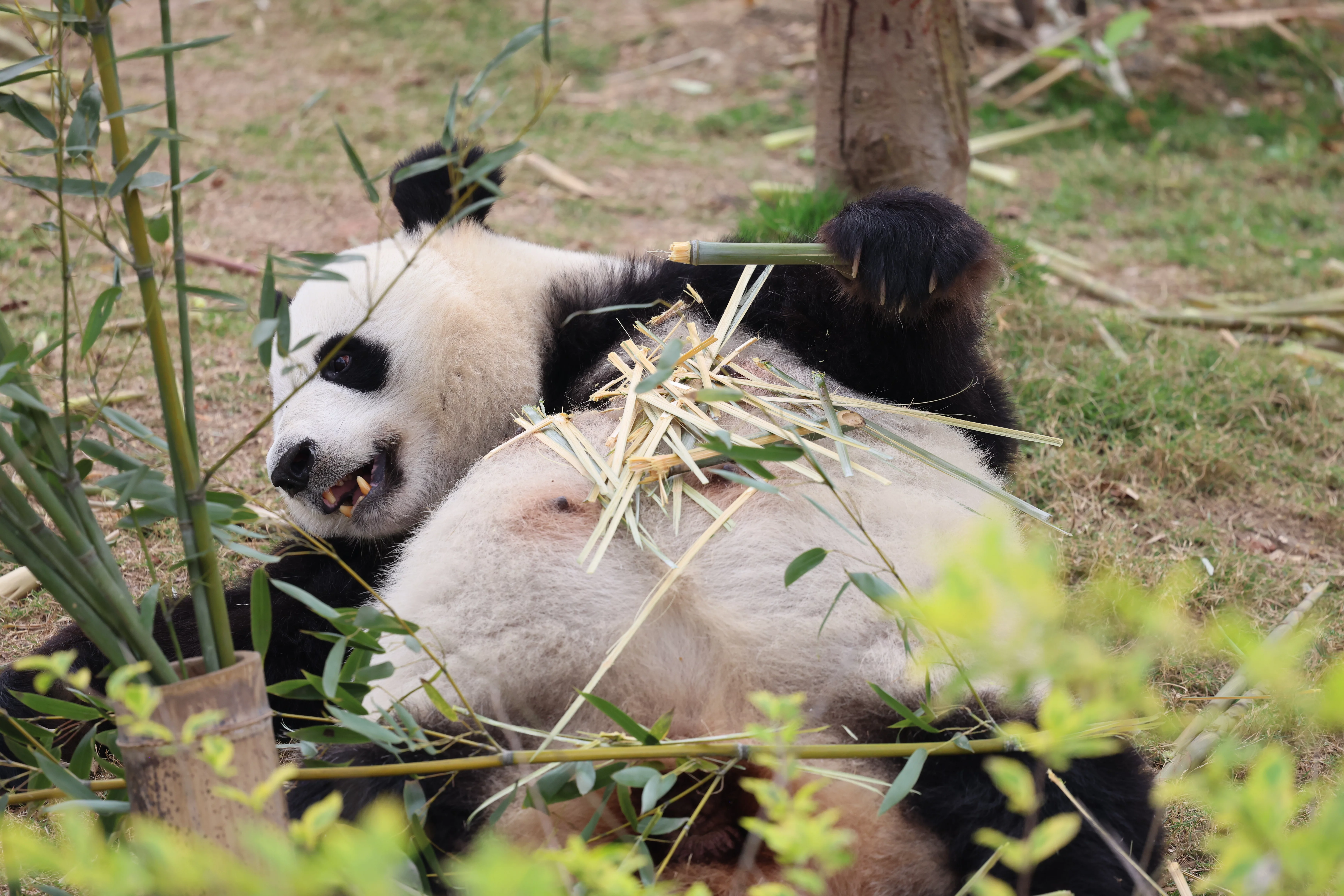 Chengdu Research Base of Giant Panda Breeding