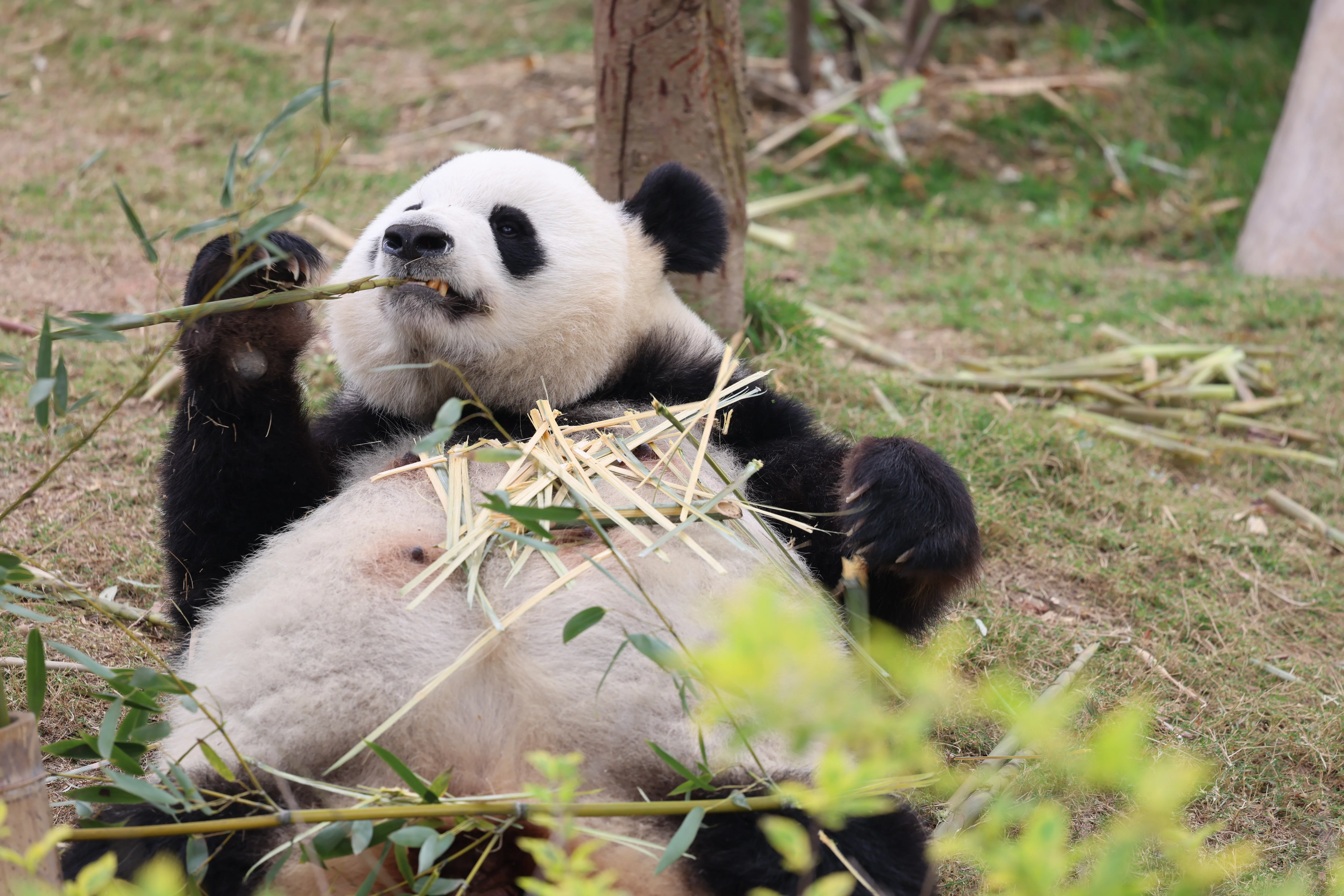 Chengdu Research Base of Giant Panda Breeding