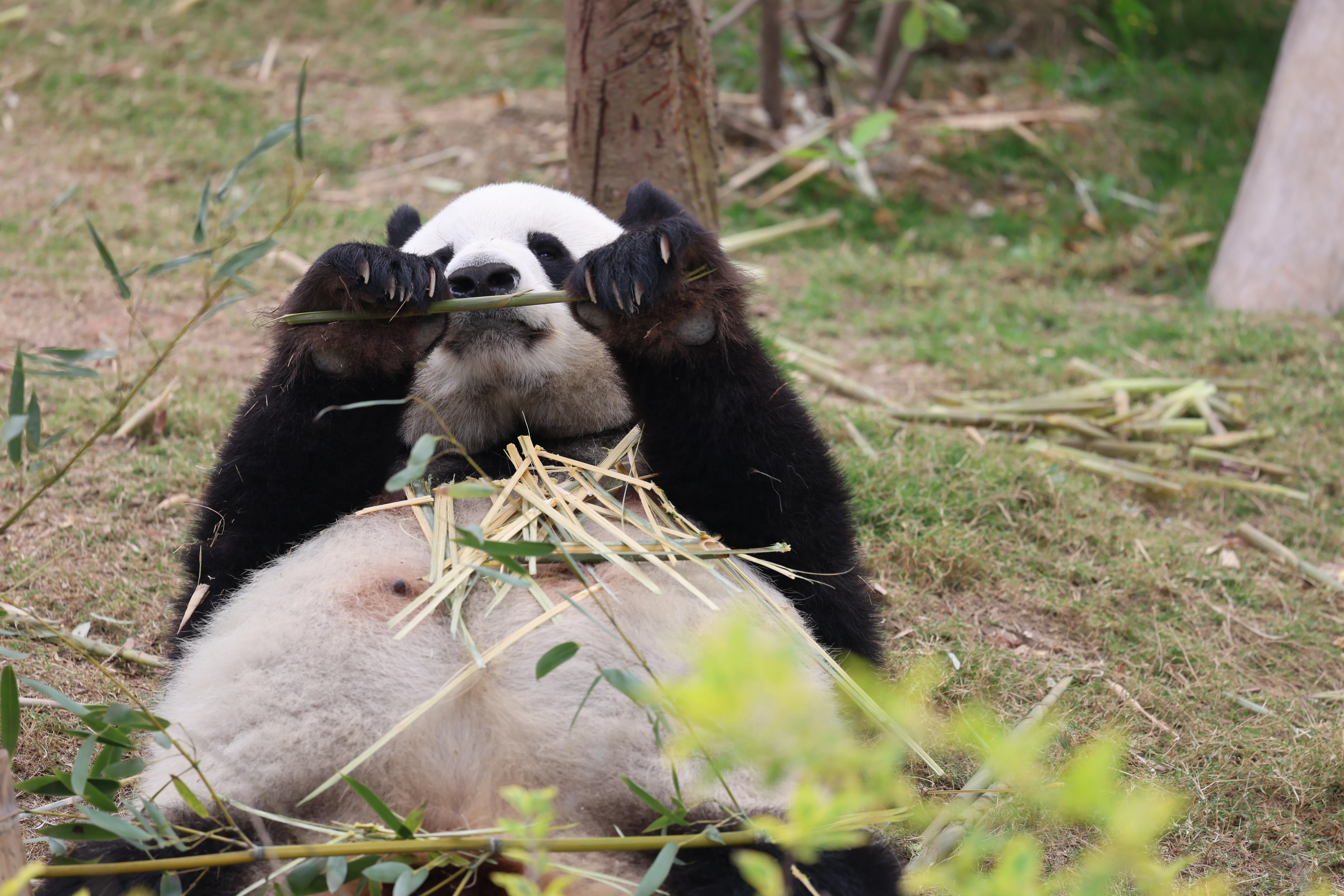 Chengdu Research Base of Giant Panda Breeding