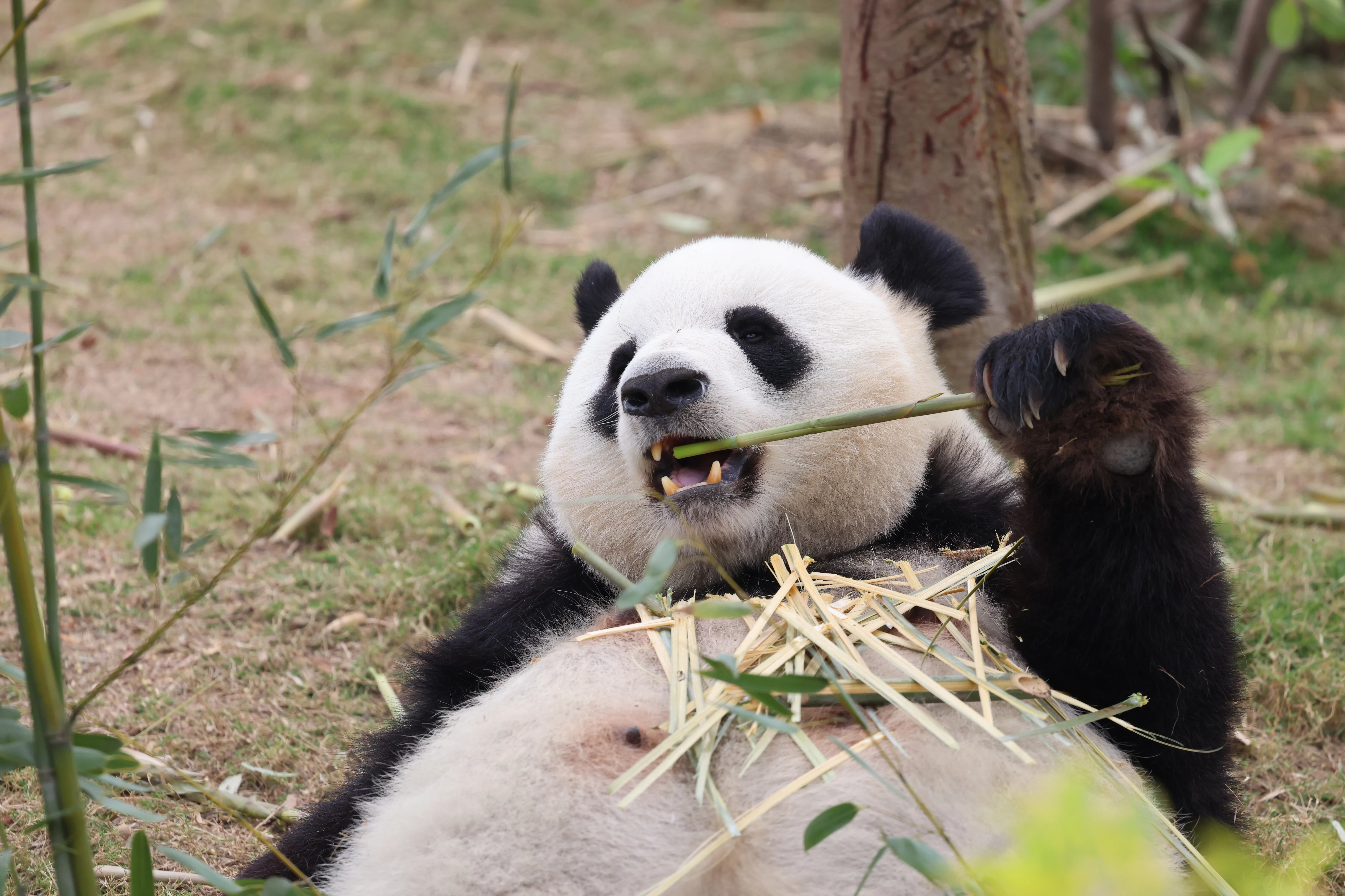 Chengdu Research Base of Giant Panda Breeding