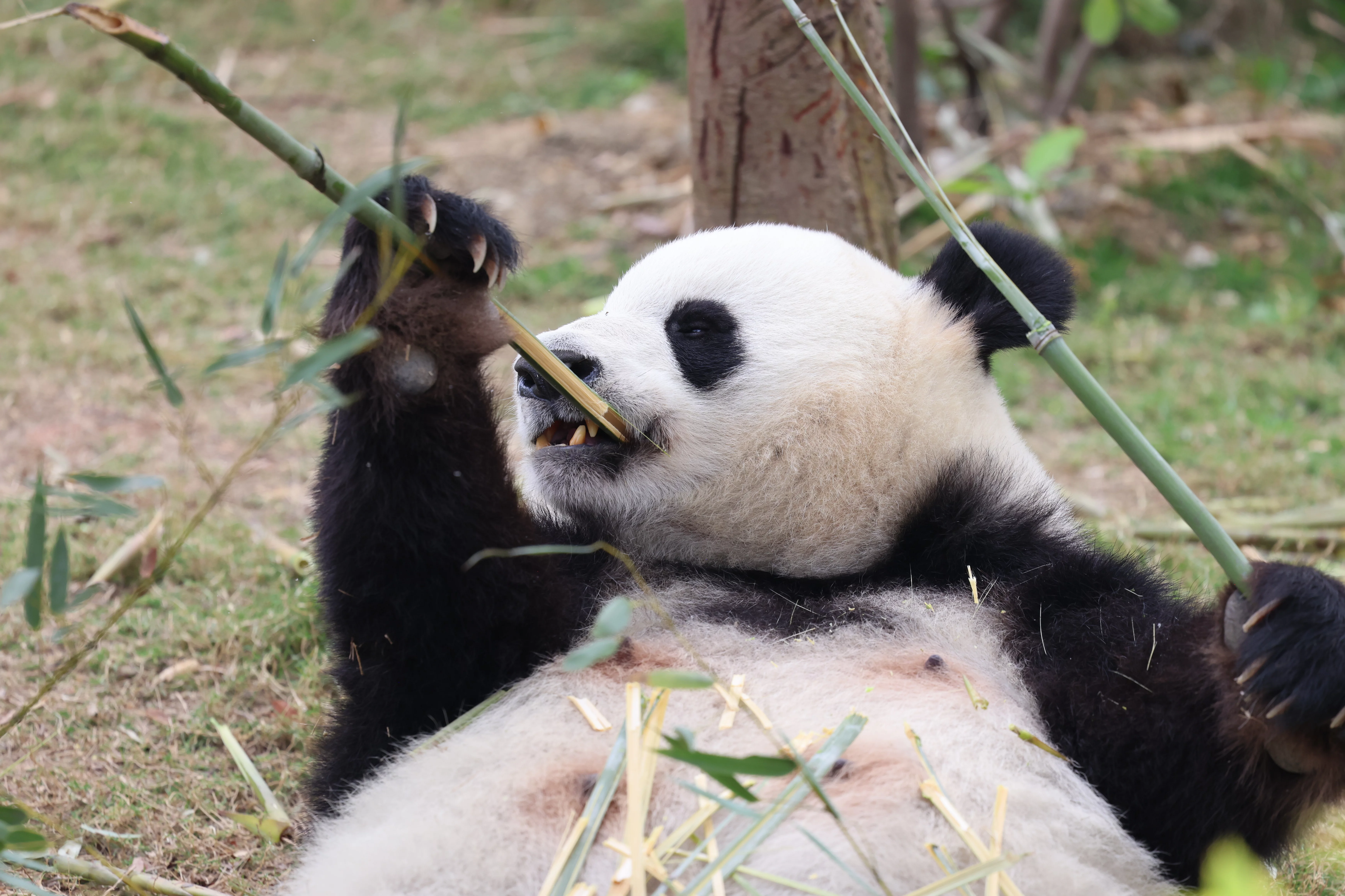Chengdu Research Base of Giant Panda Breeding