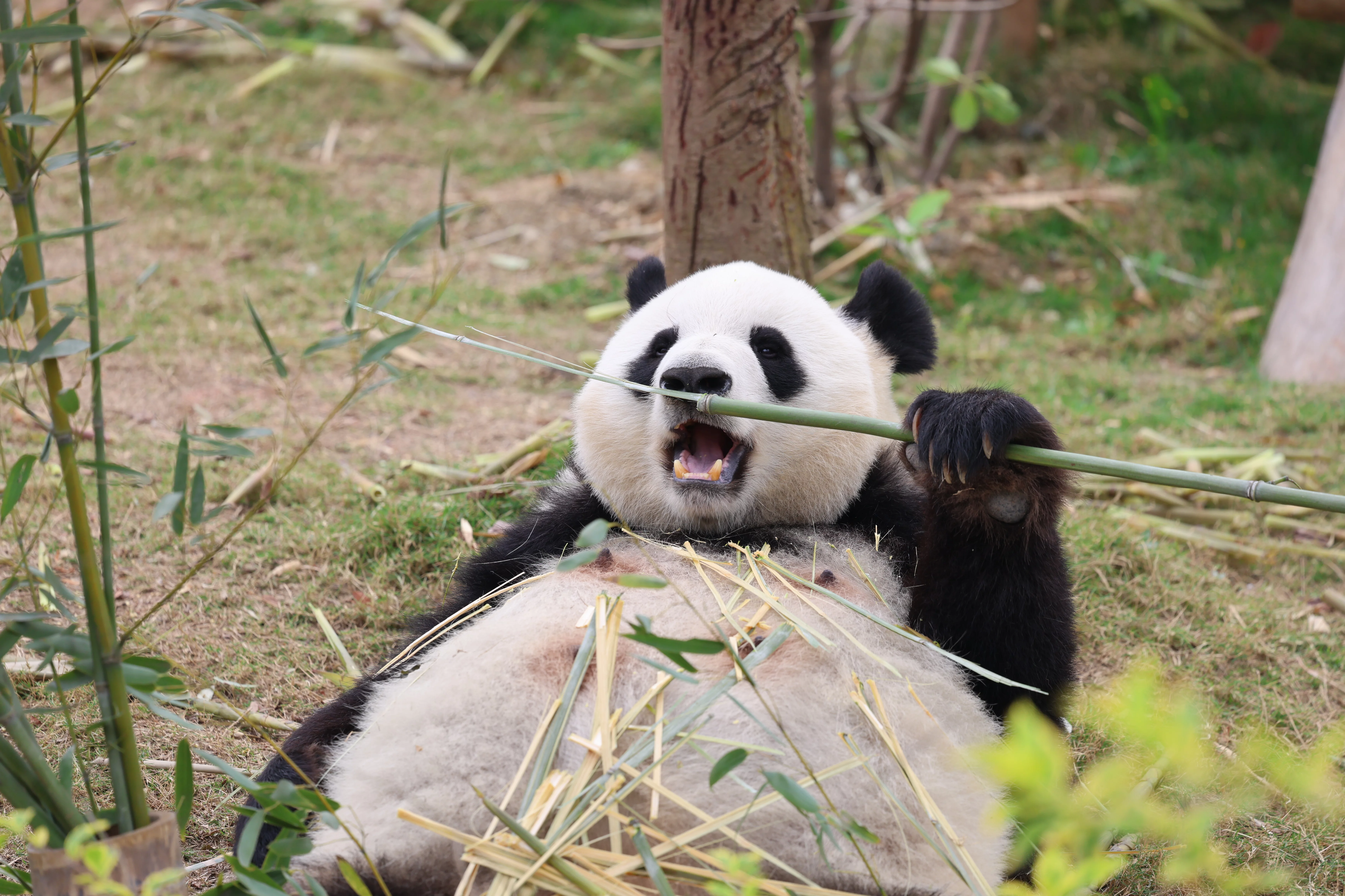 Chengdu Research Base of Giant Panda Breeding