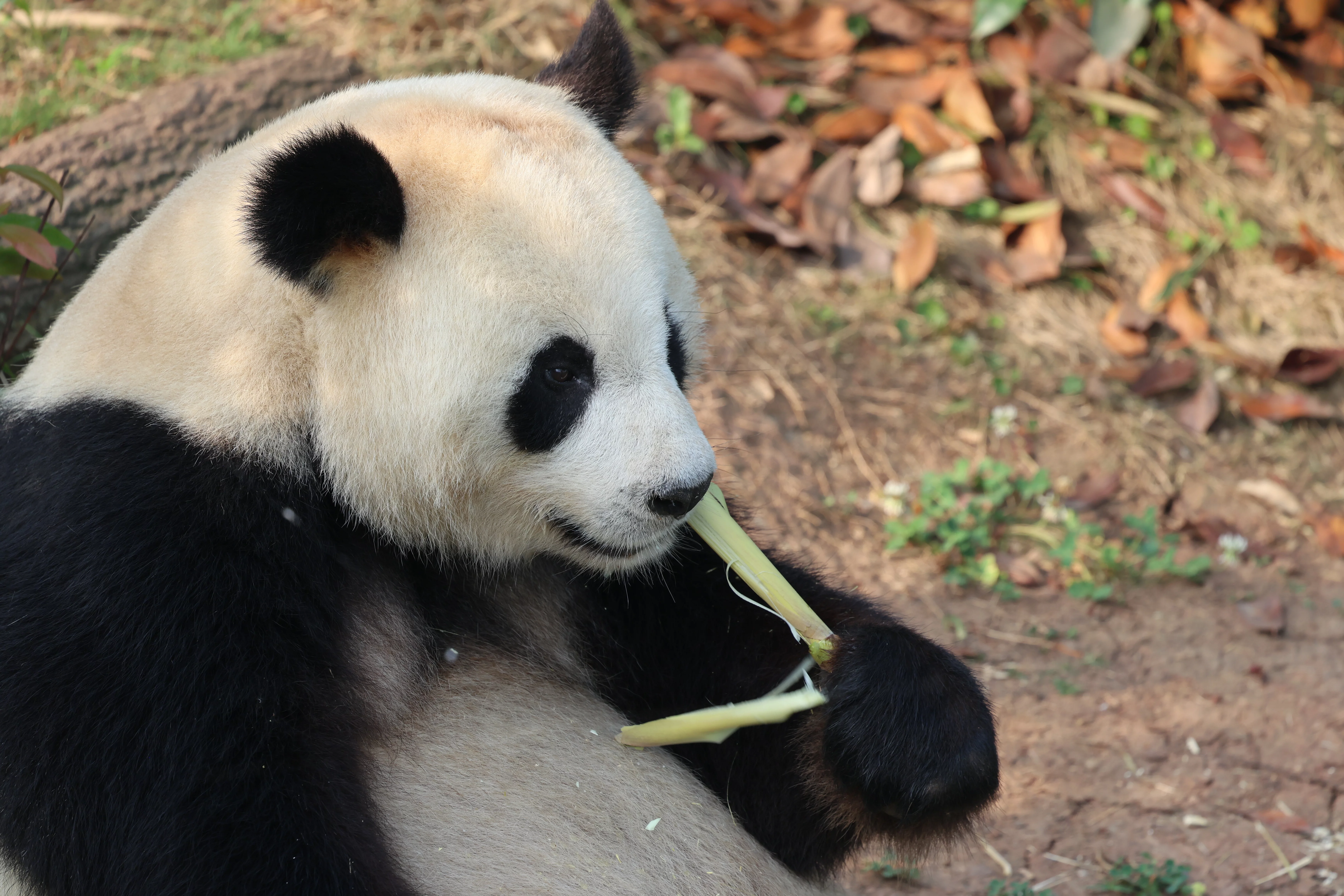 Chengdu Research Base of Giant Panda Breeding
