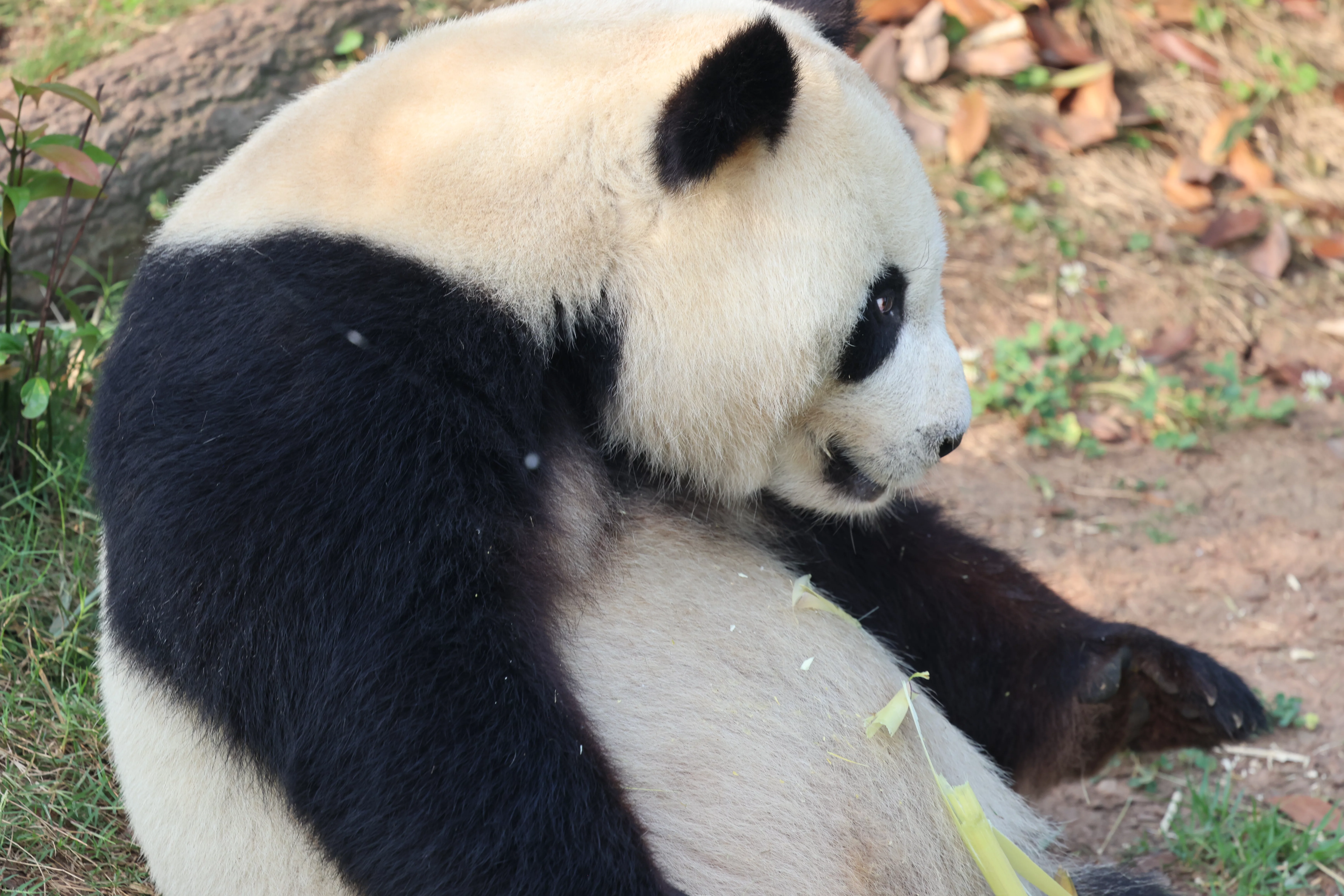 Chengdu Research Base of Giant Panda Breeding