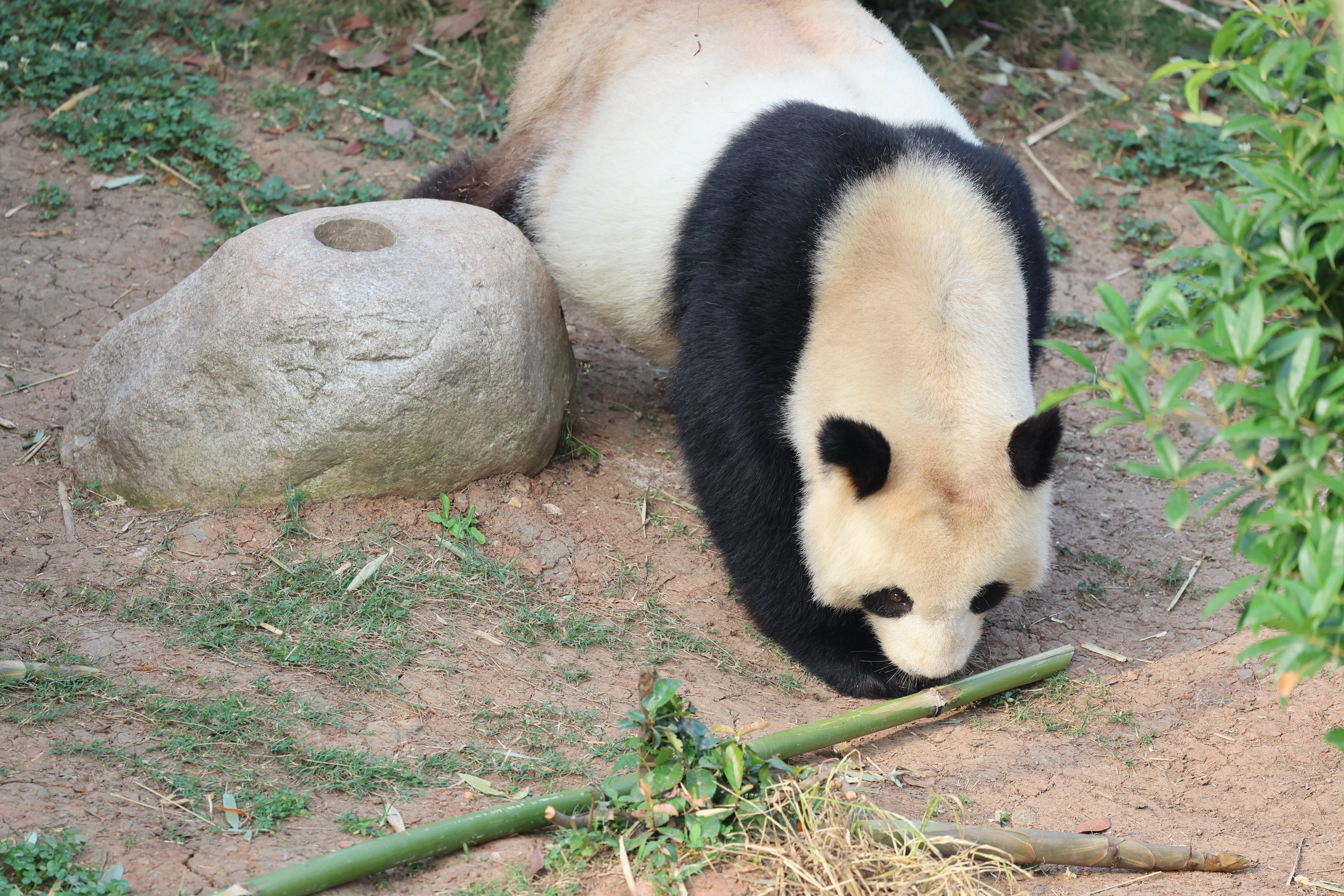 Chengdu Research Base of Giant Panda Breeding