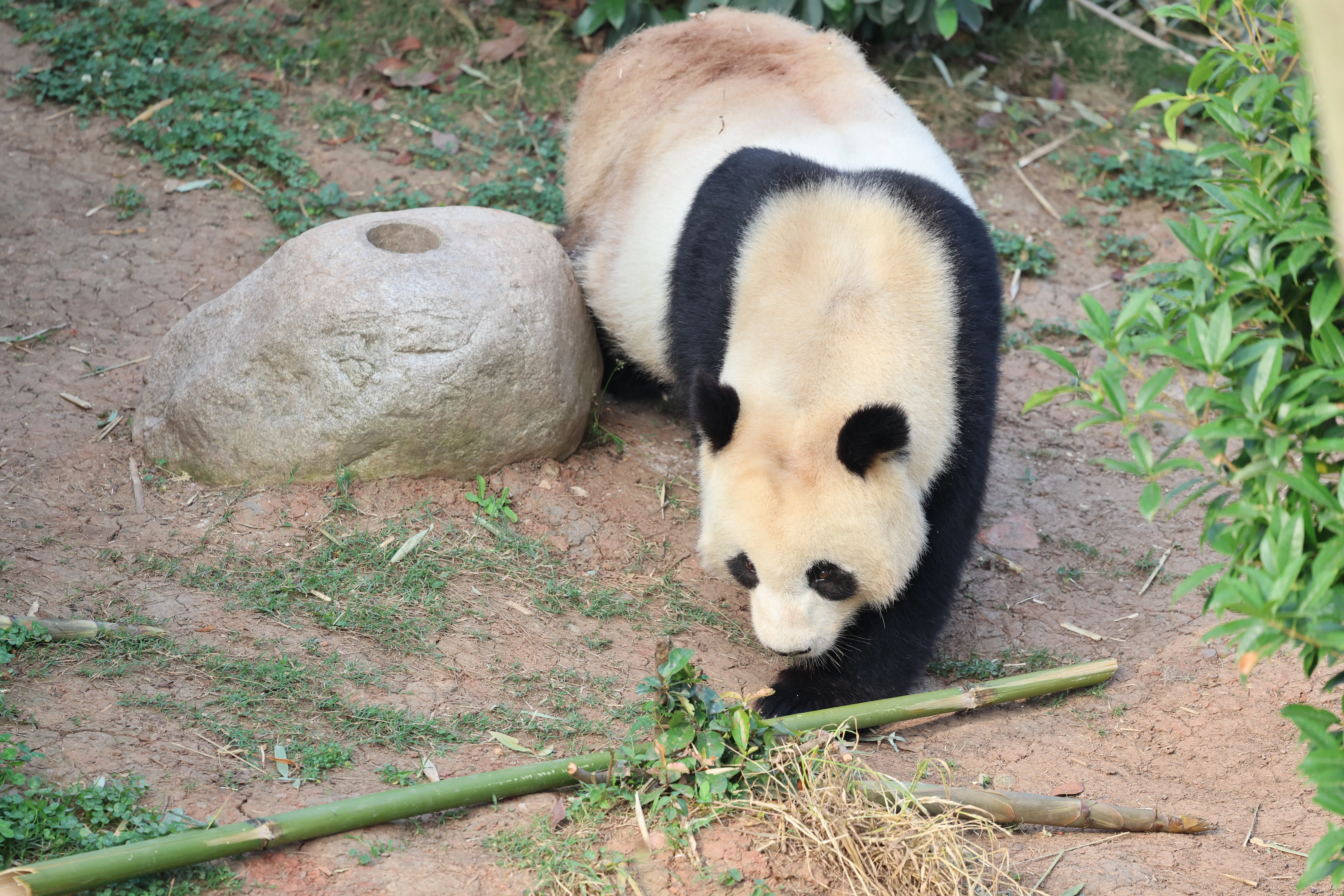 Chengdu Research Base of Giant Panda Breeding