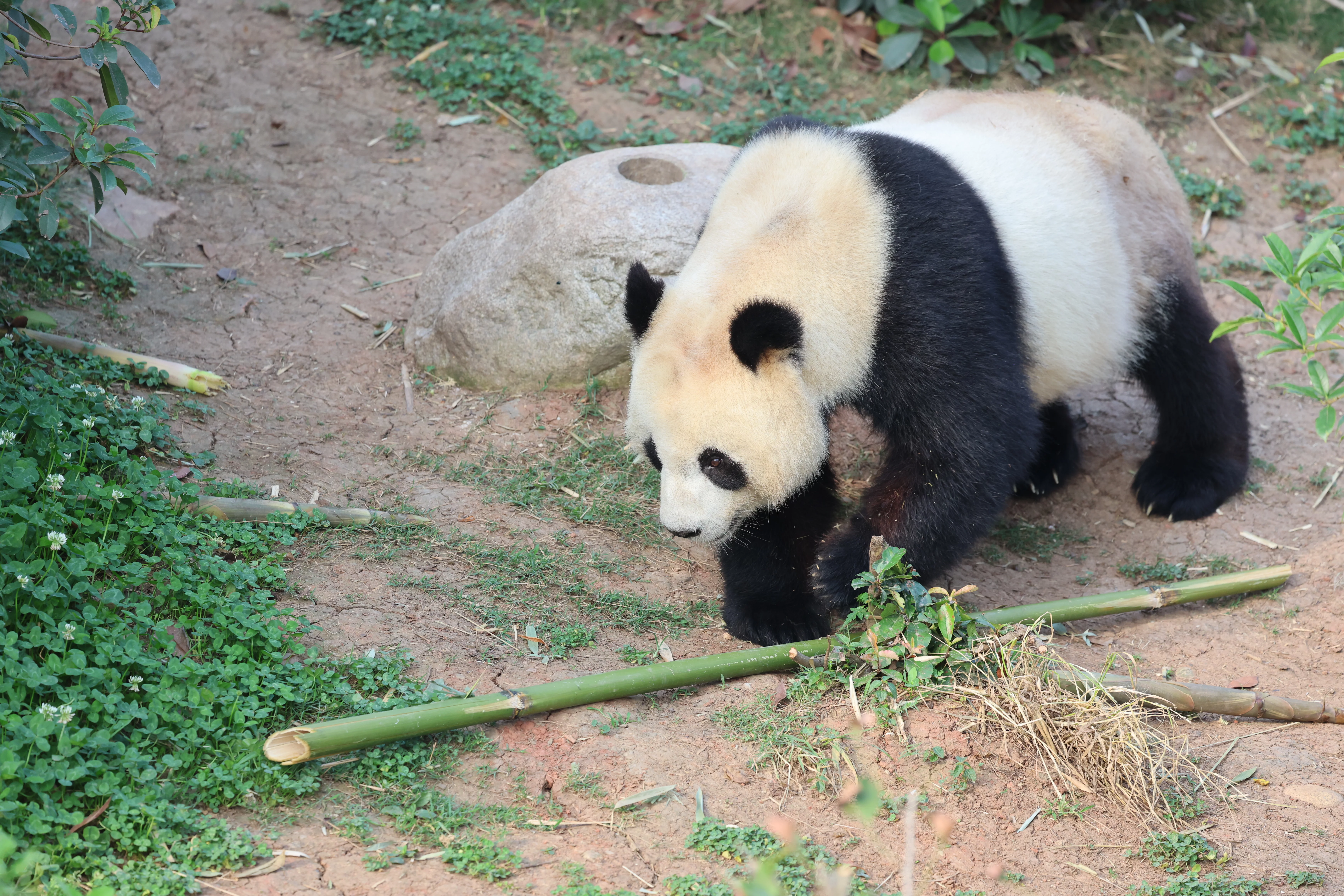Chengdu Research Base of Giant Panda Breeding