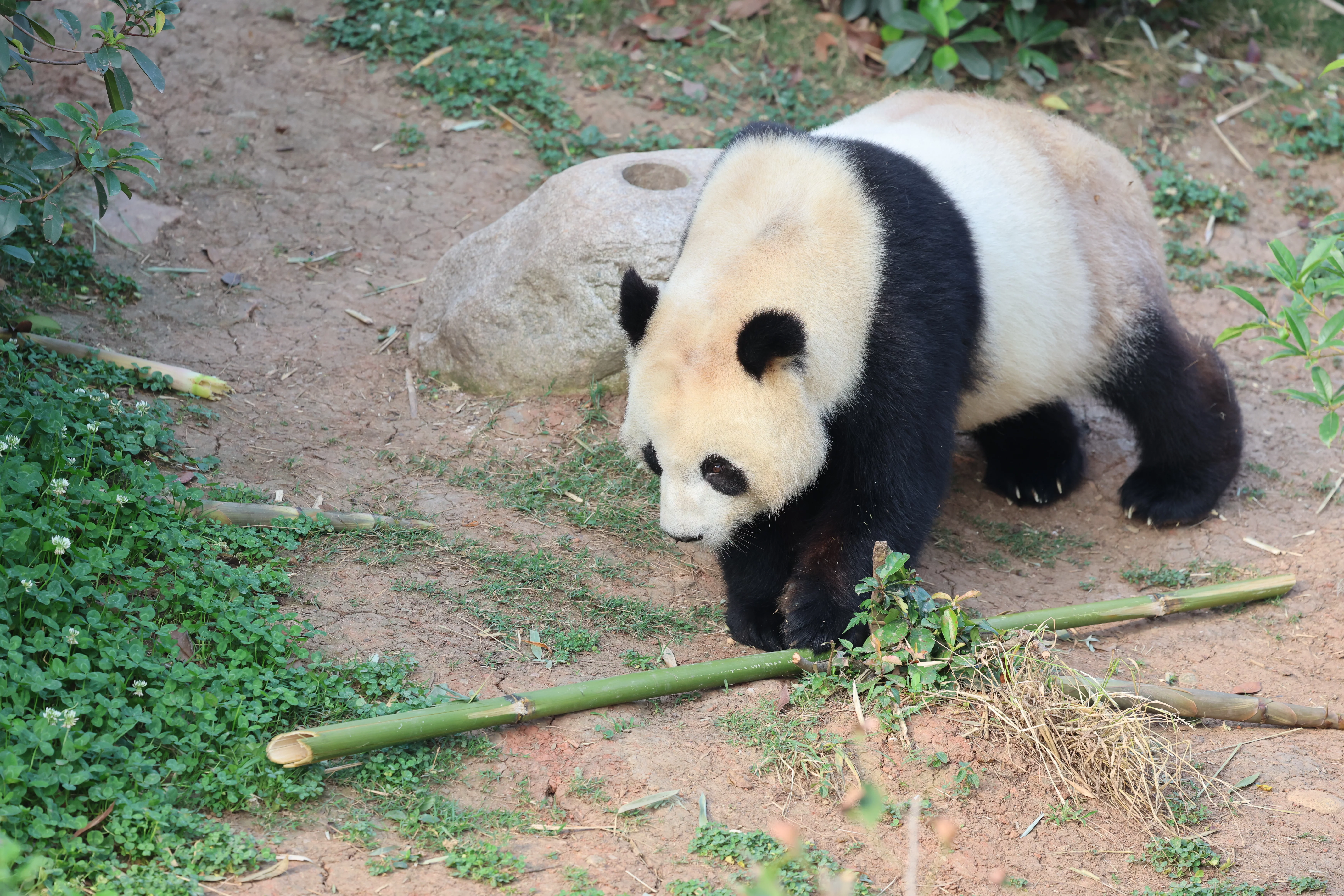 Chengdu Research Base of Giant Panda Breeding