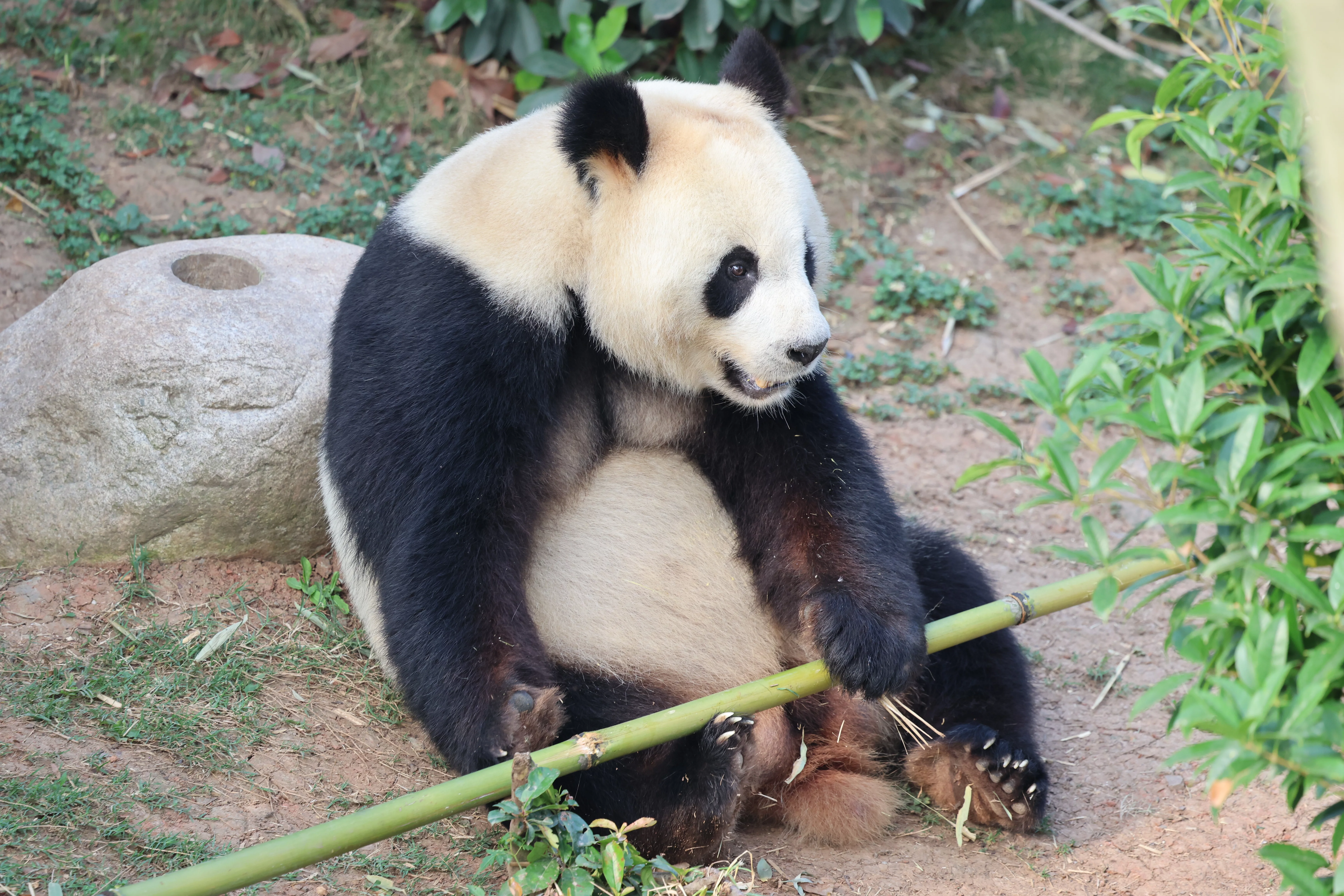 Chengdu Research Base of Giant Panda Breeding
