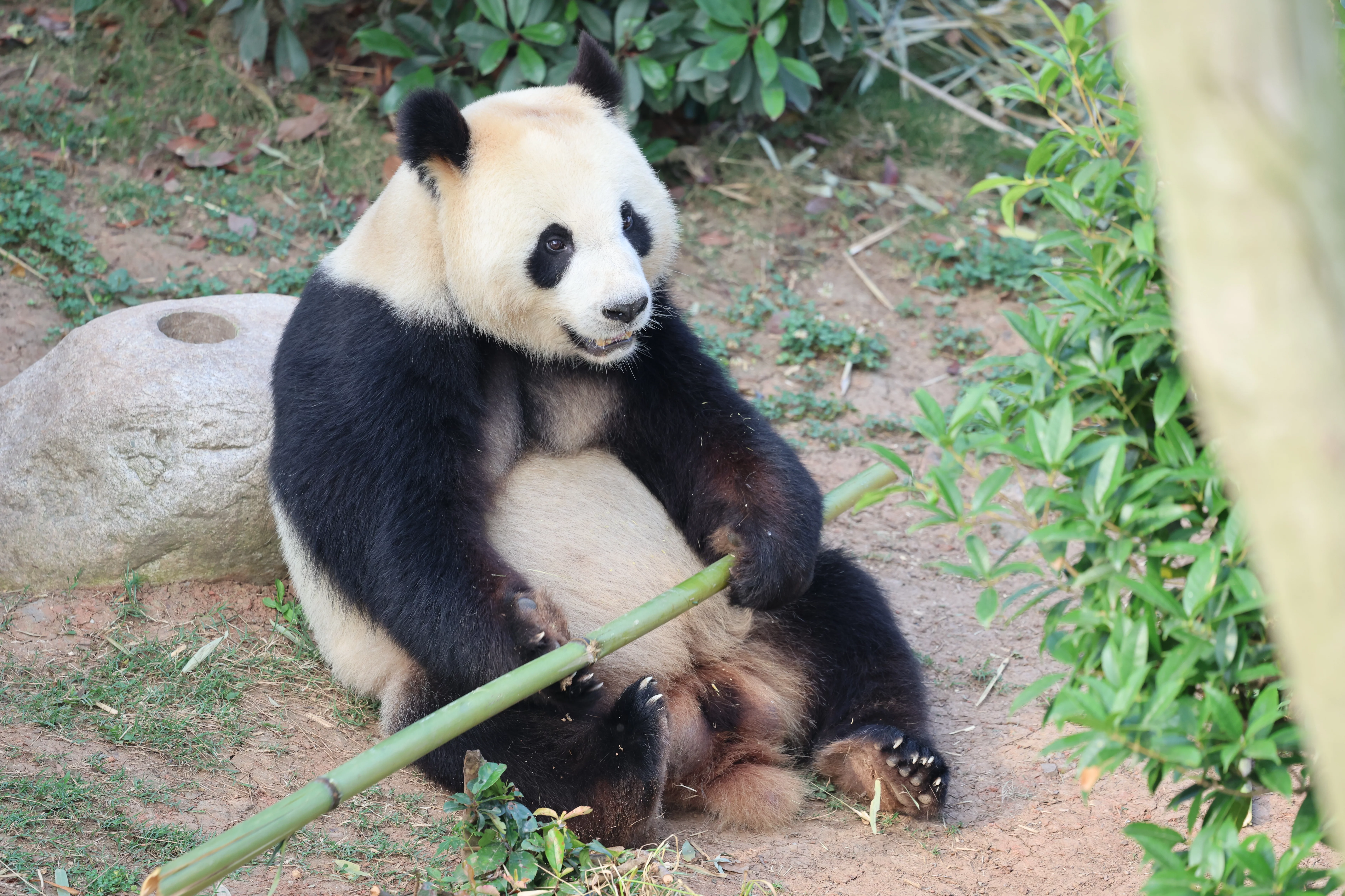 Chengdu Research Base of Giant Panda Breeding