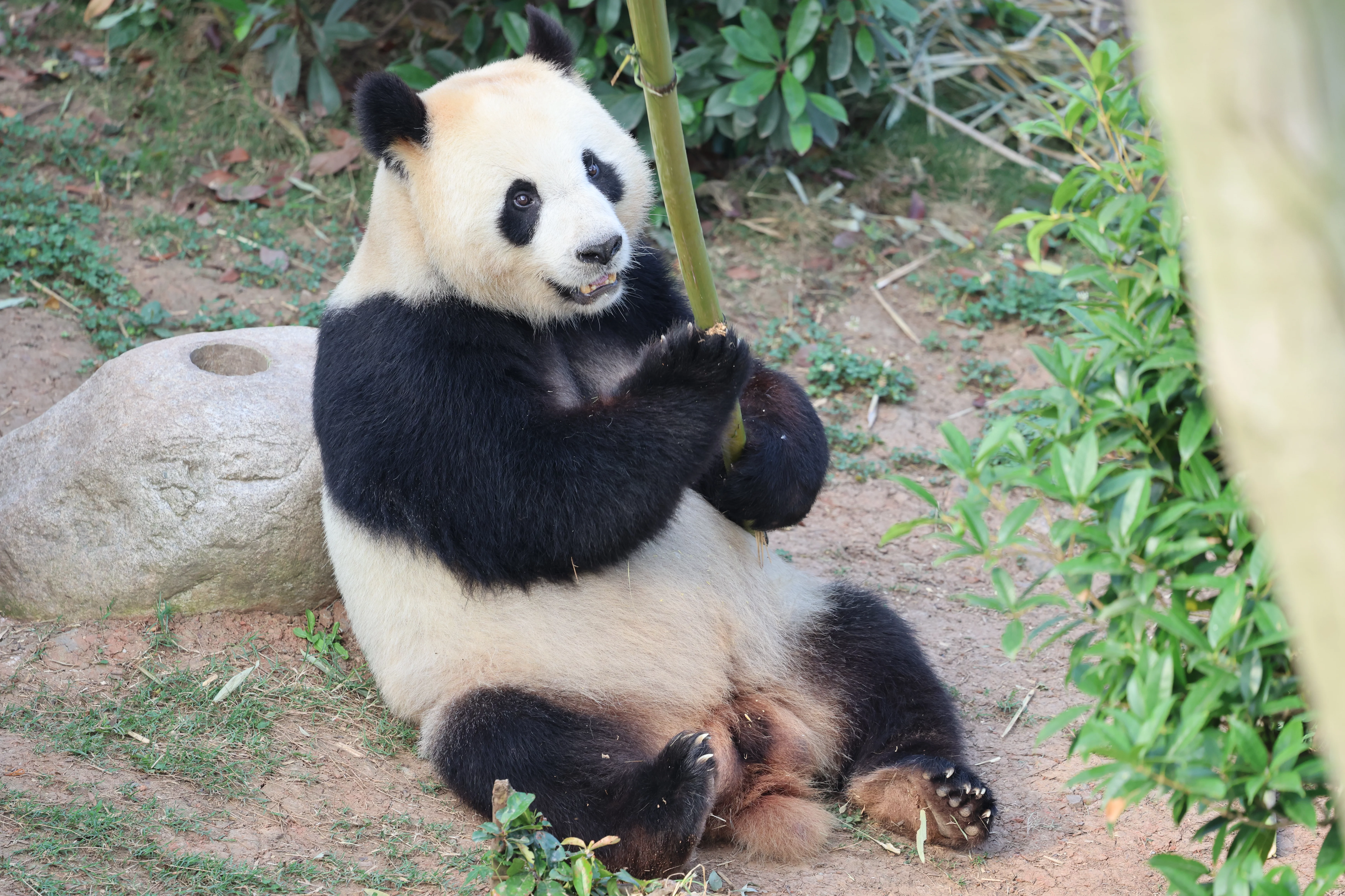 Chengdu Research Base of Giant Panda Breeding
