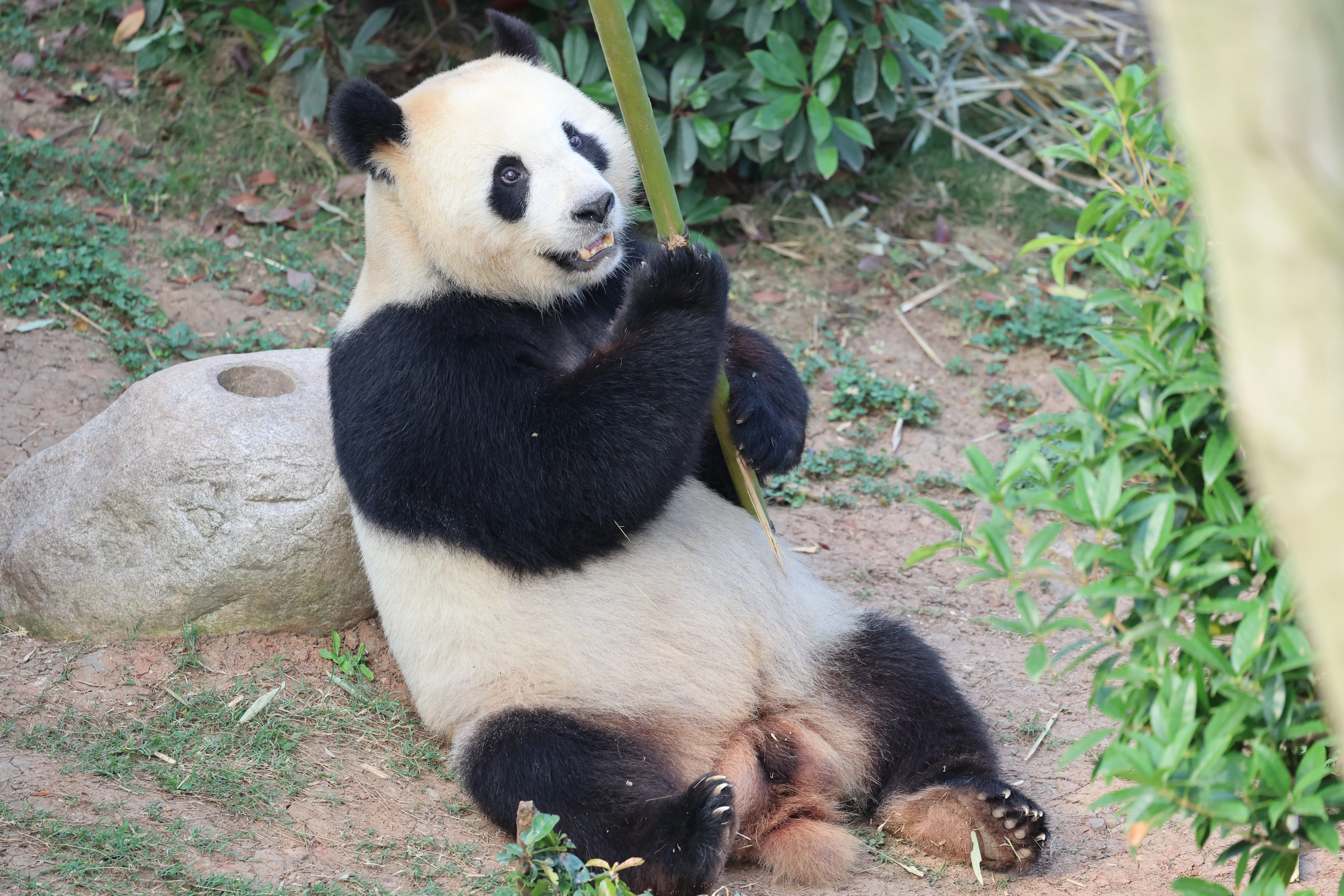 Chengdu Research Base of Giant Panda Breeding