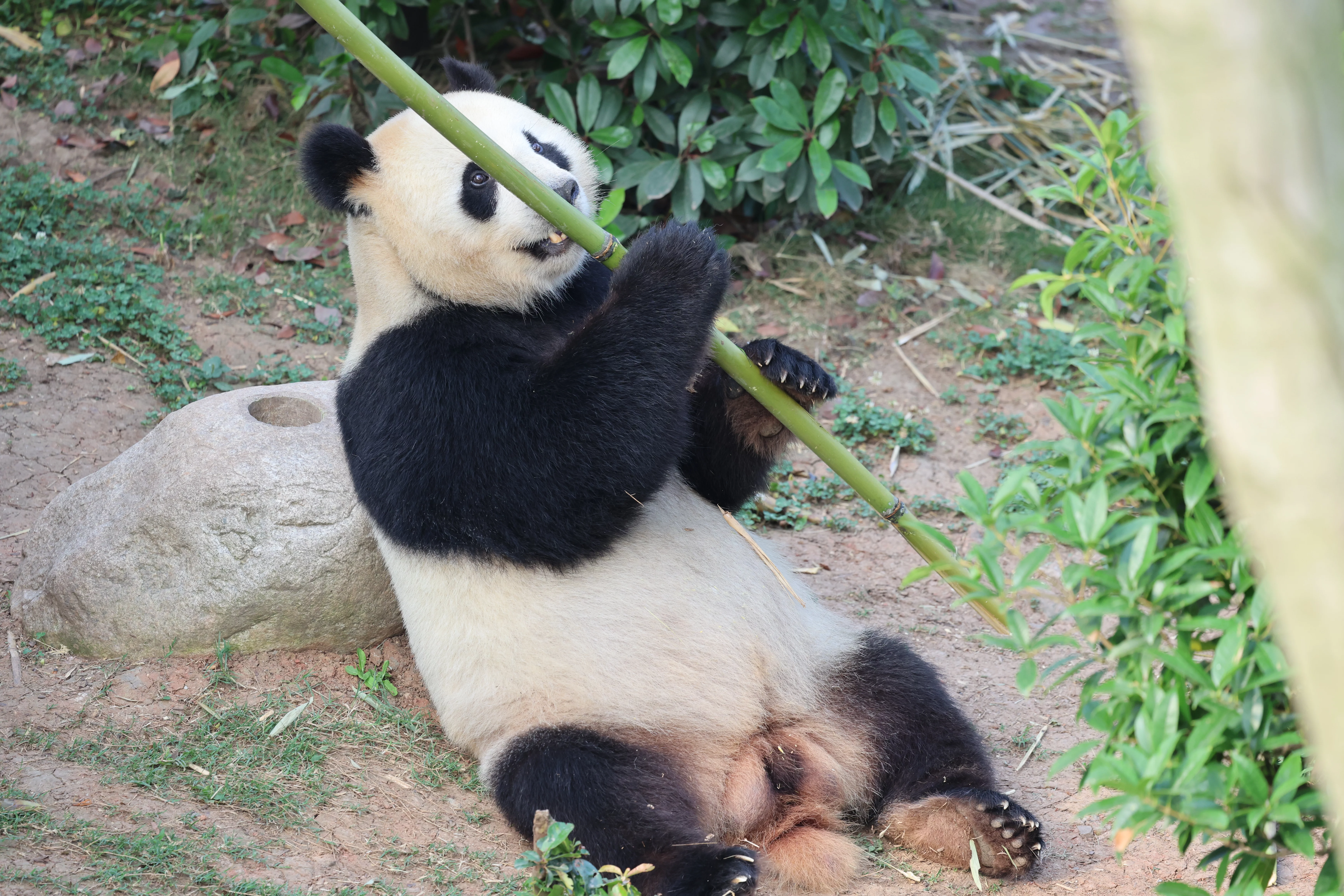 Chengdu Research Base of Giant Panda Breeding