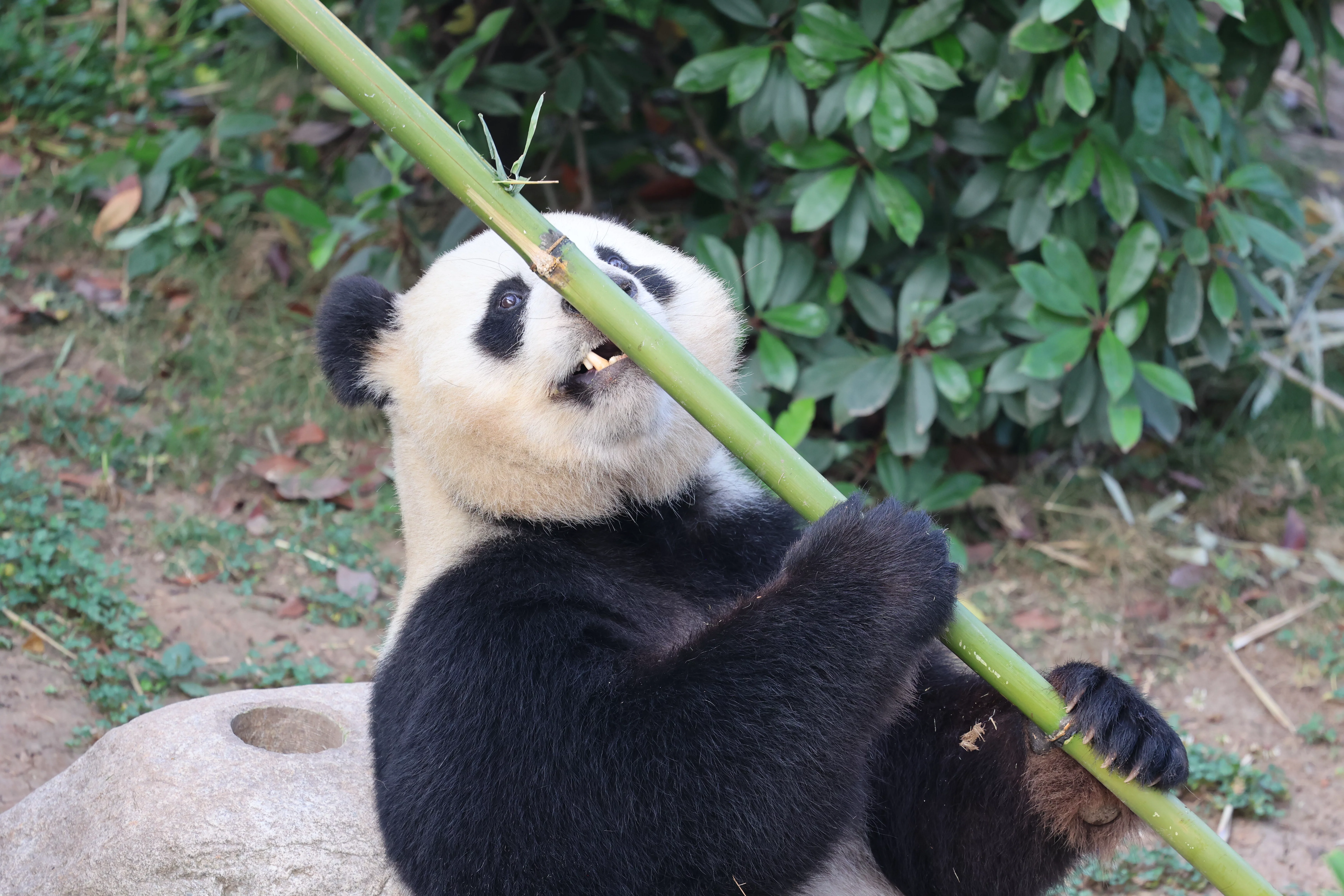 Chengdu Research Base of Giant Panda Breeding