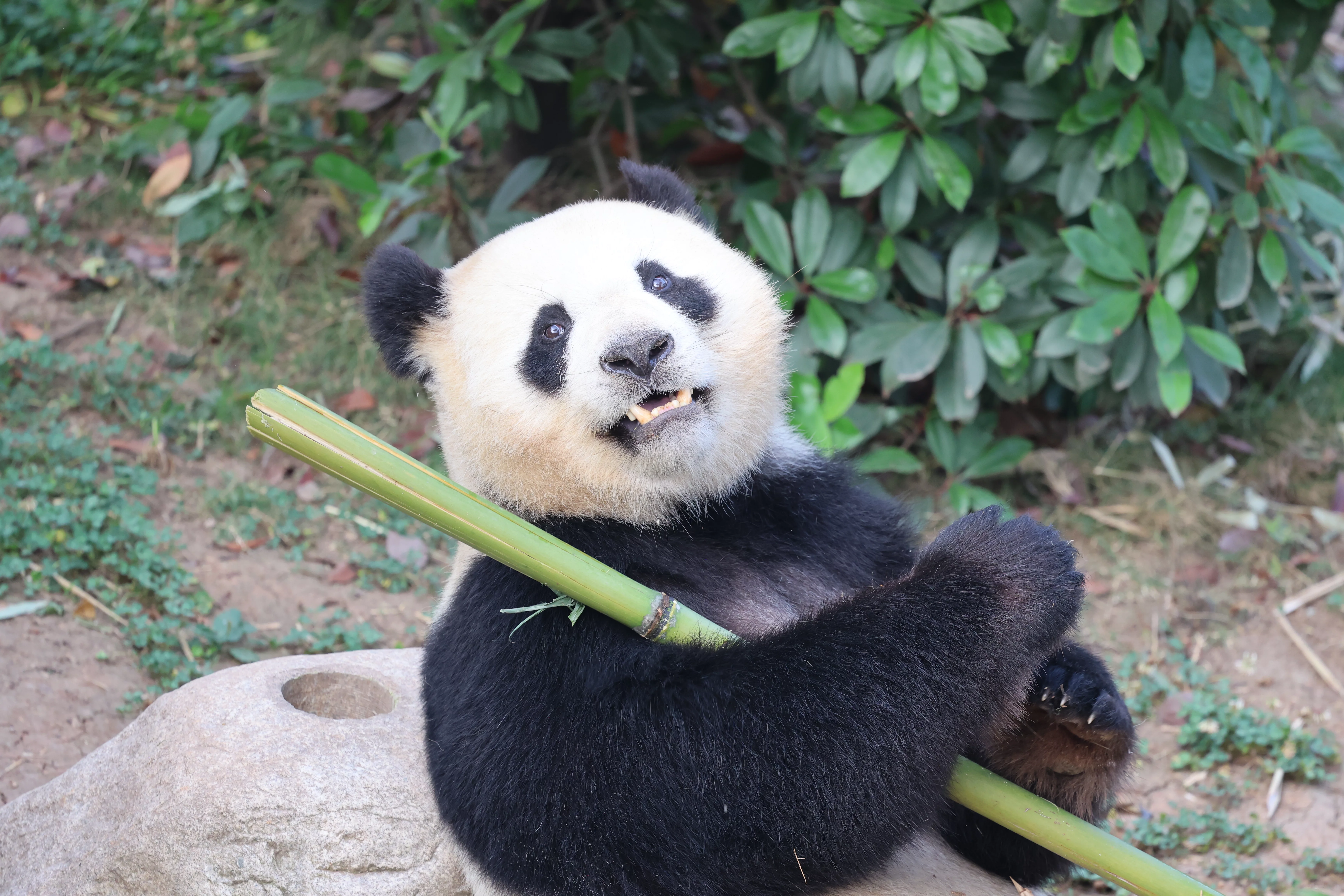 Chengdu Research Base of Giant Panda Breeding