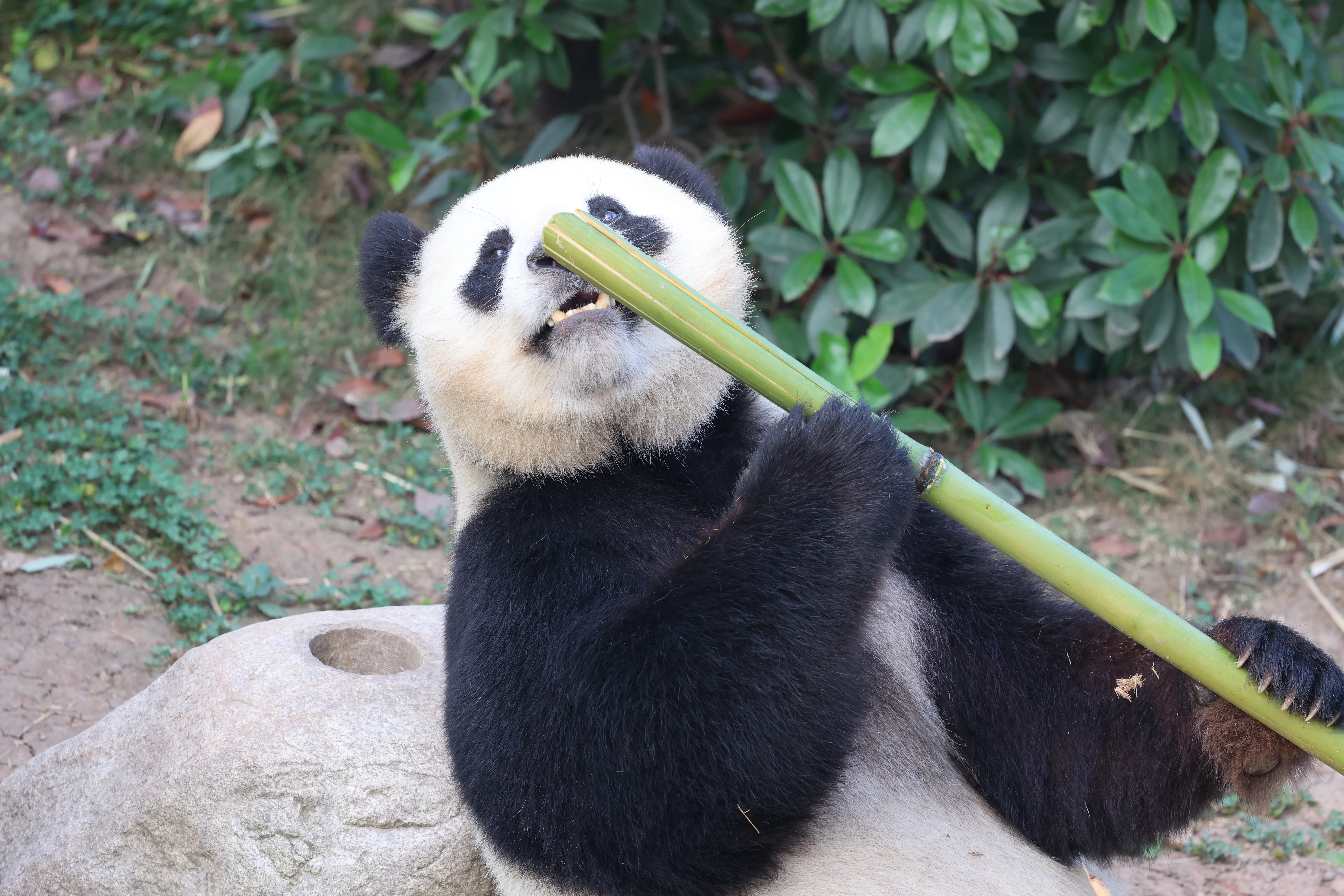 Chengdu Research Base of Giant Panda Breeding