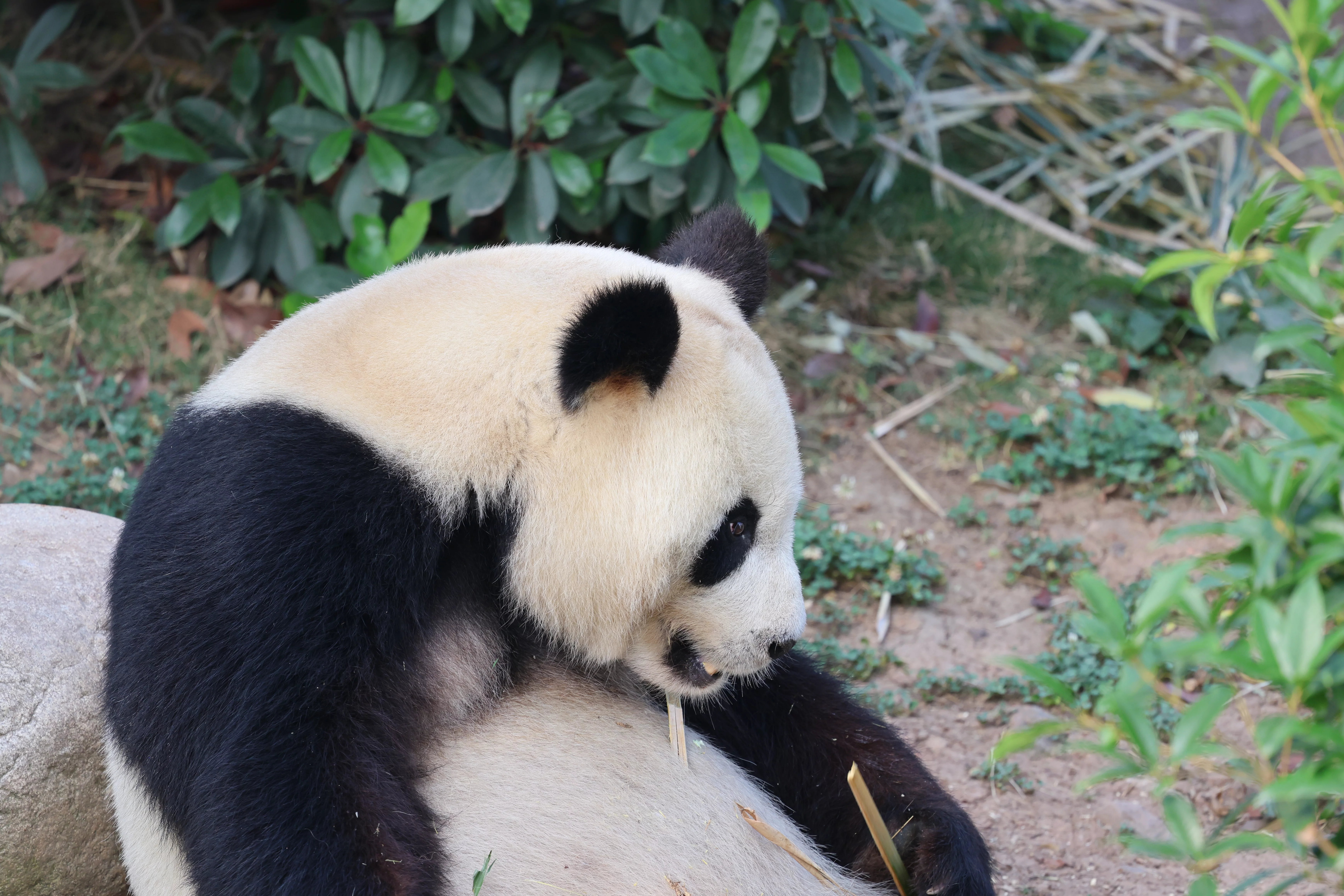 Chengdu Research Base of Giant Panda Breeding