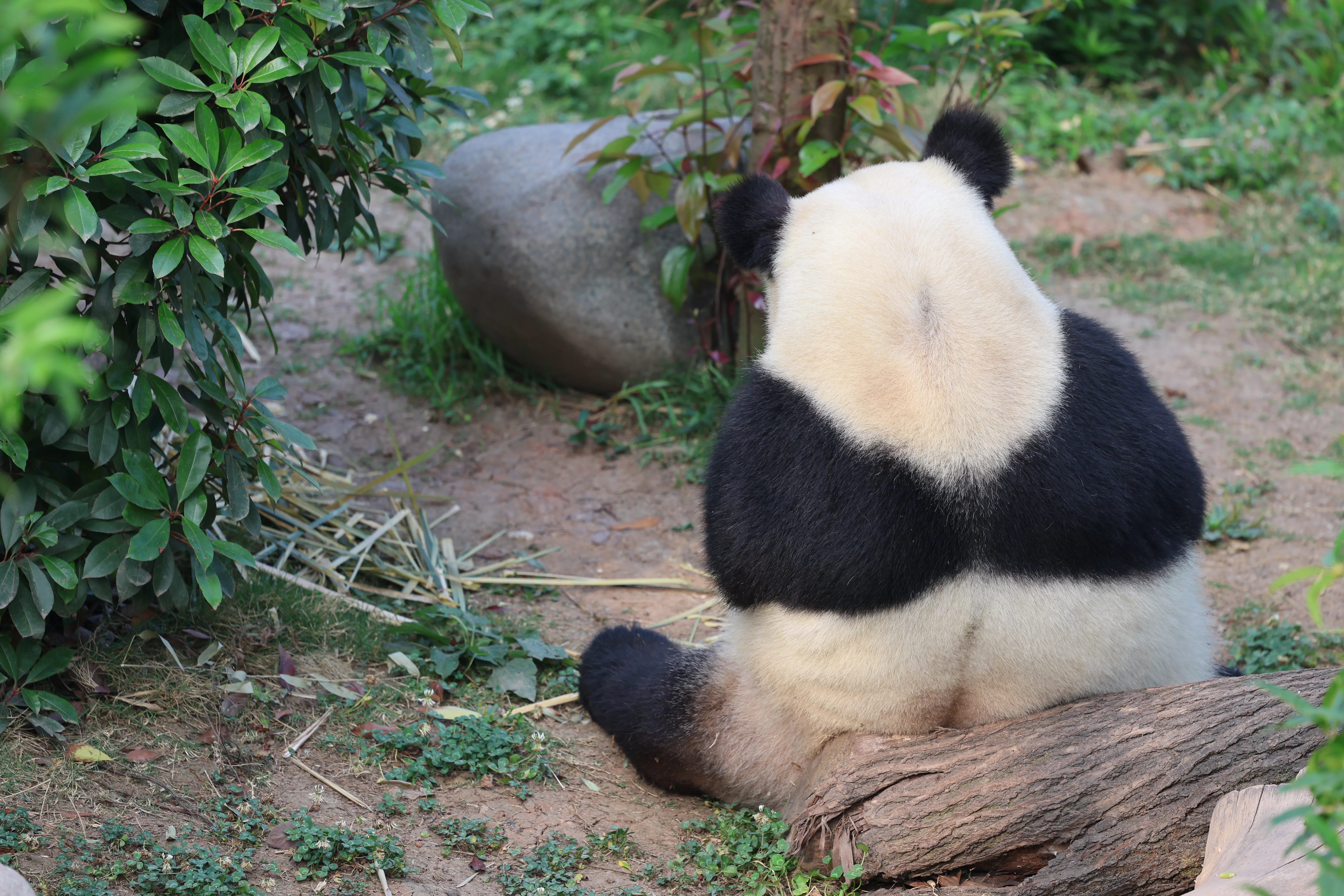 Chengdu Research Base of Giant Panda Breeding