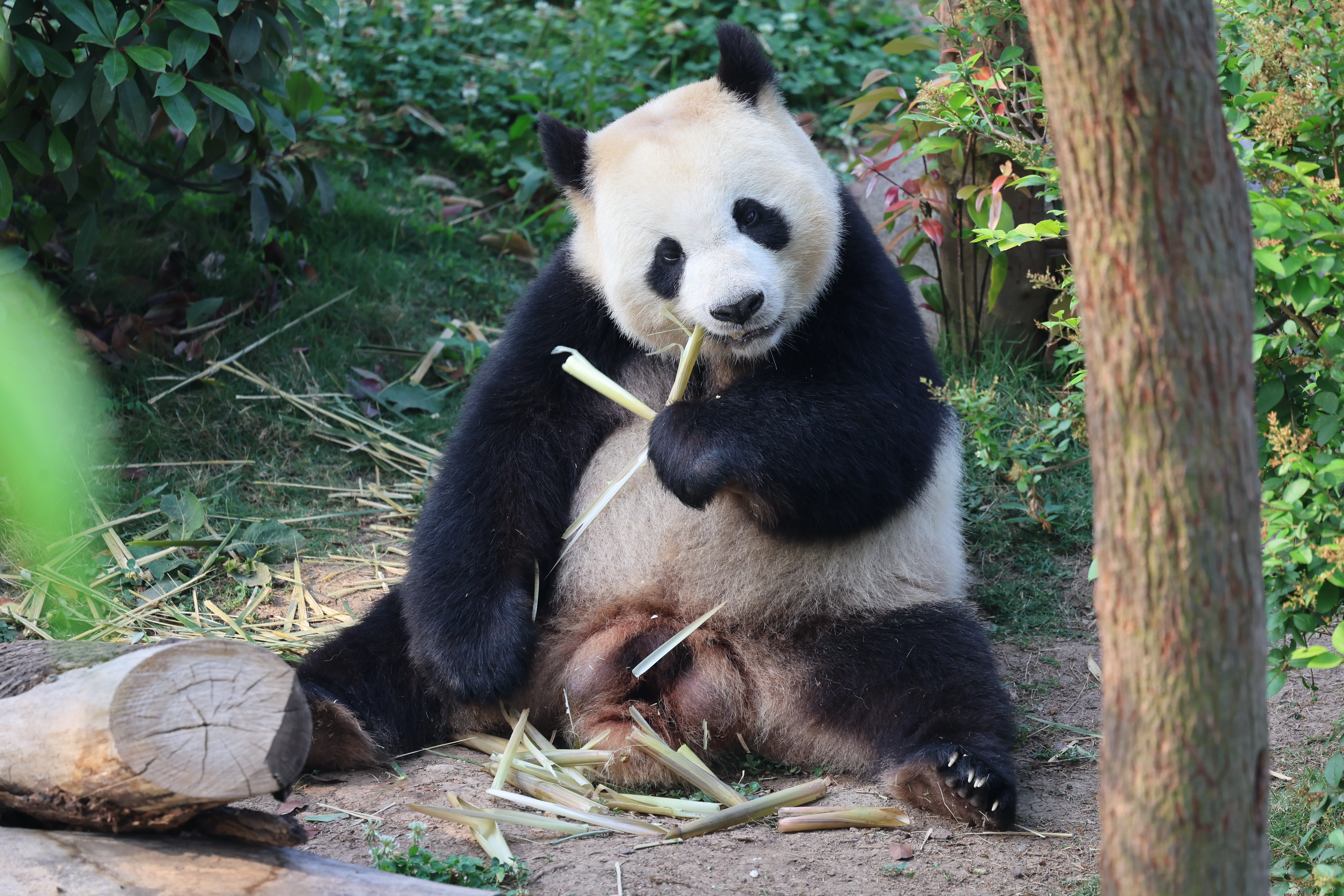 Chengdu Research Base of Giant Panda Breeding