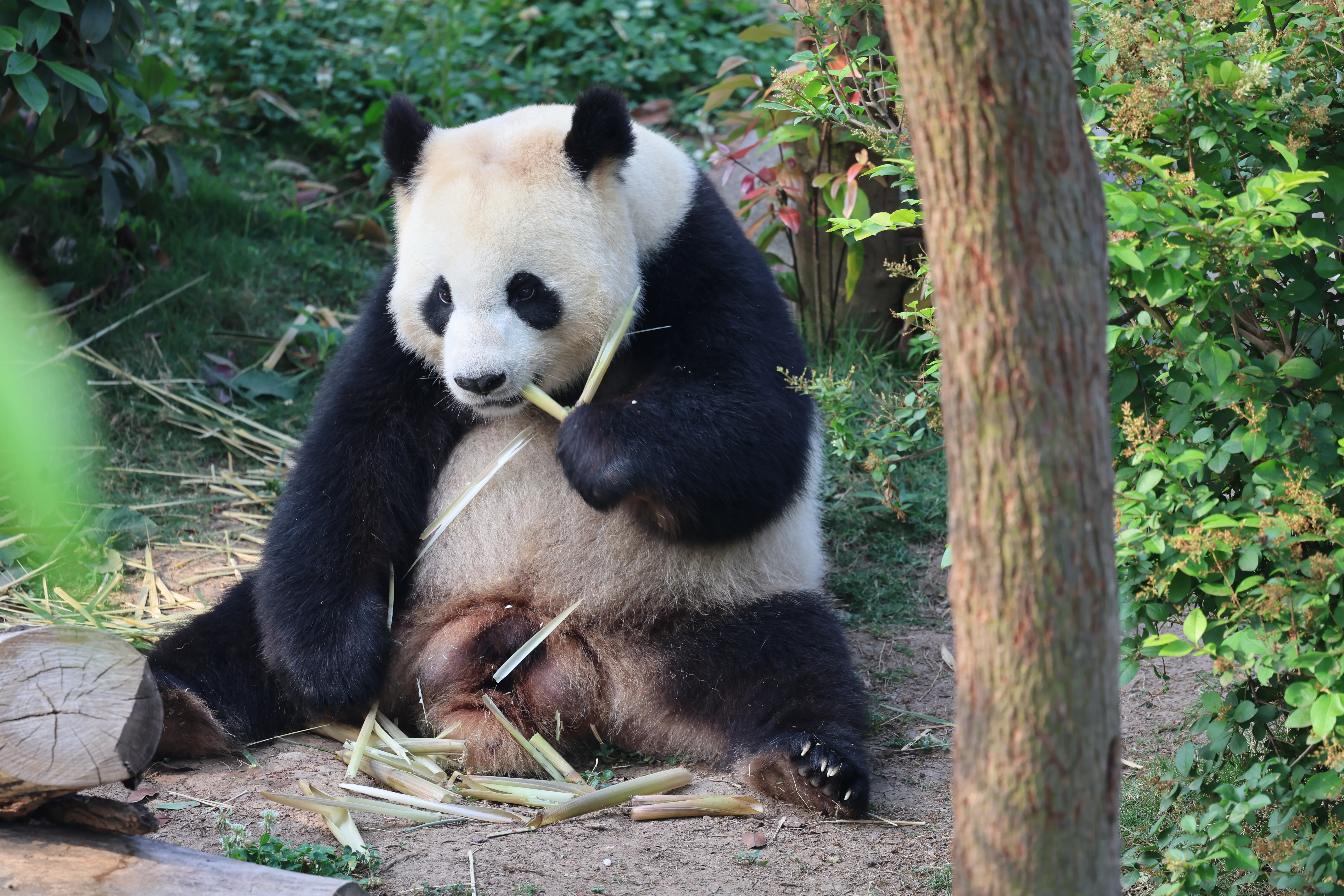 Chengdu Research Base of Giant Panda Breeding