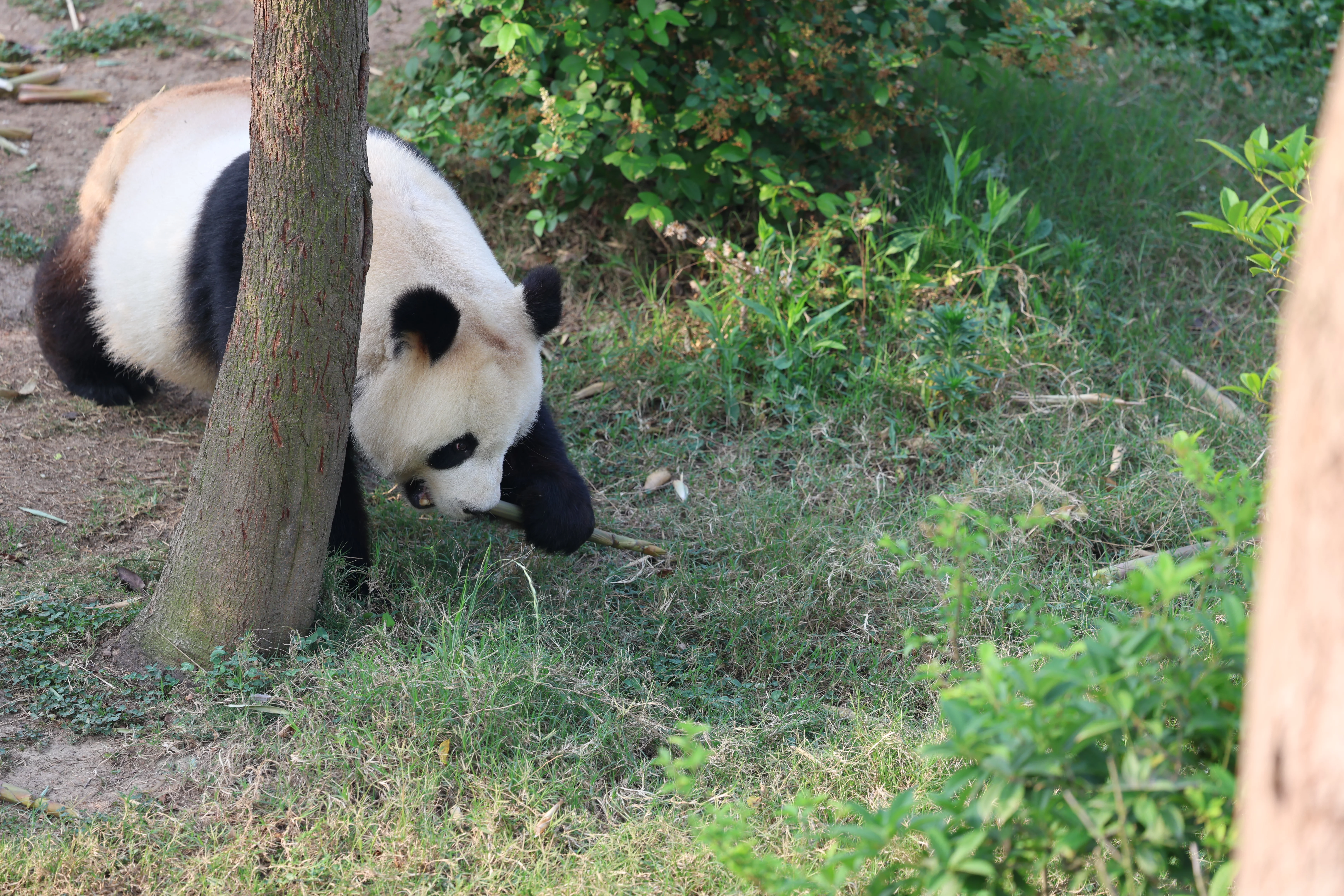 Chengdu Research Base of Giant Panda Breeding