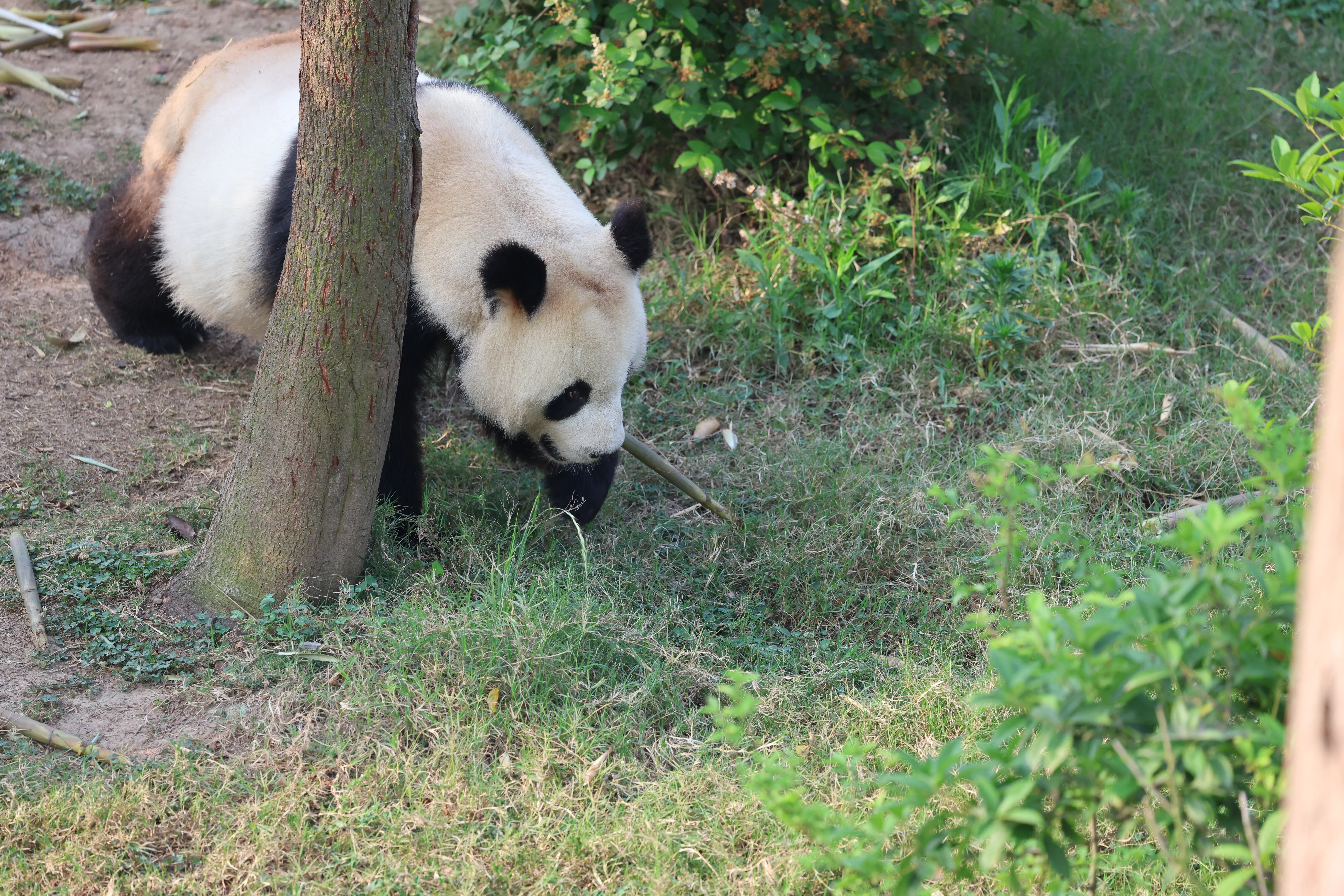 Chengdu Research Base of Giant Panda Breeding