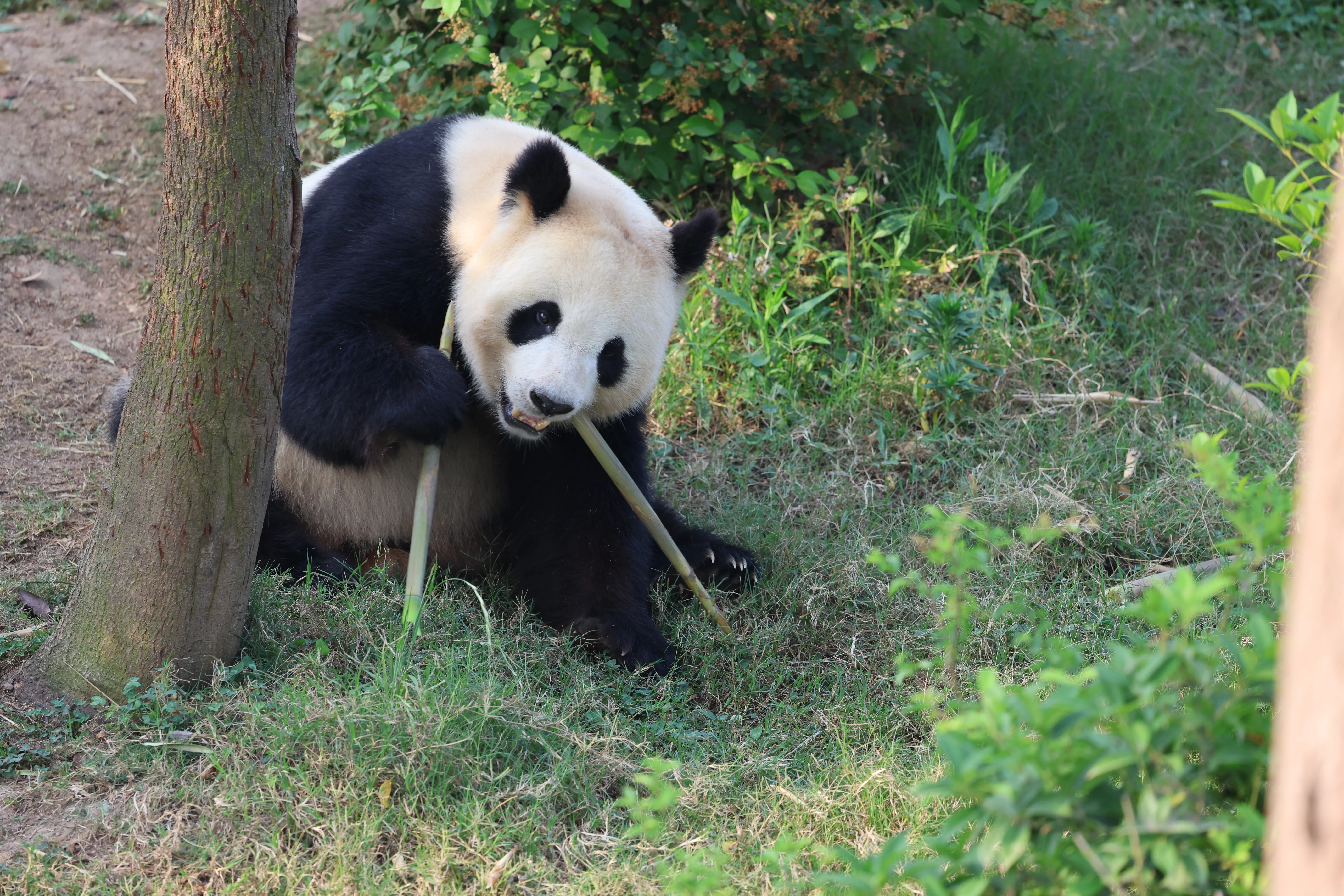 Chengdu Research Base of Giant Panda Breeding