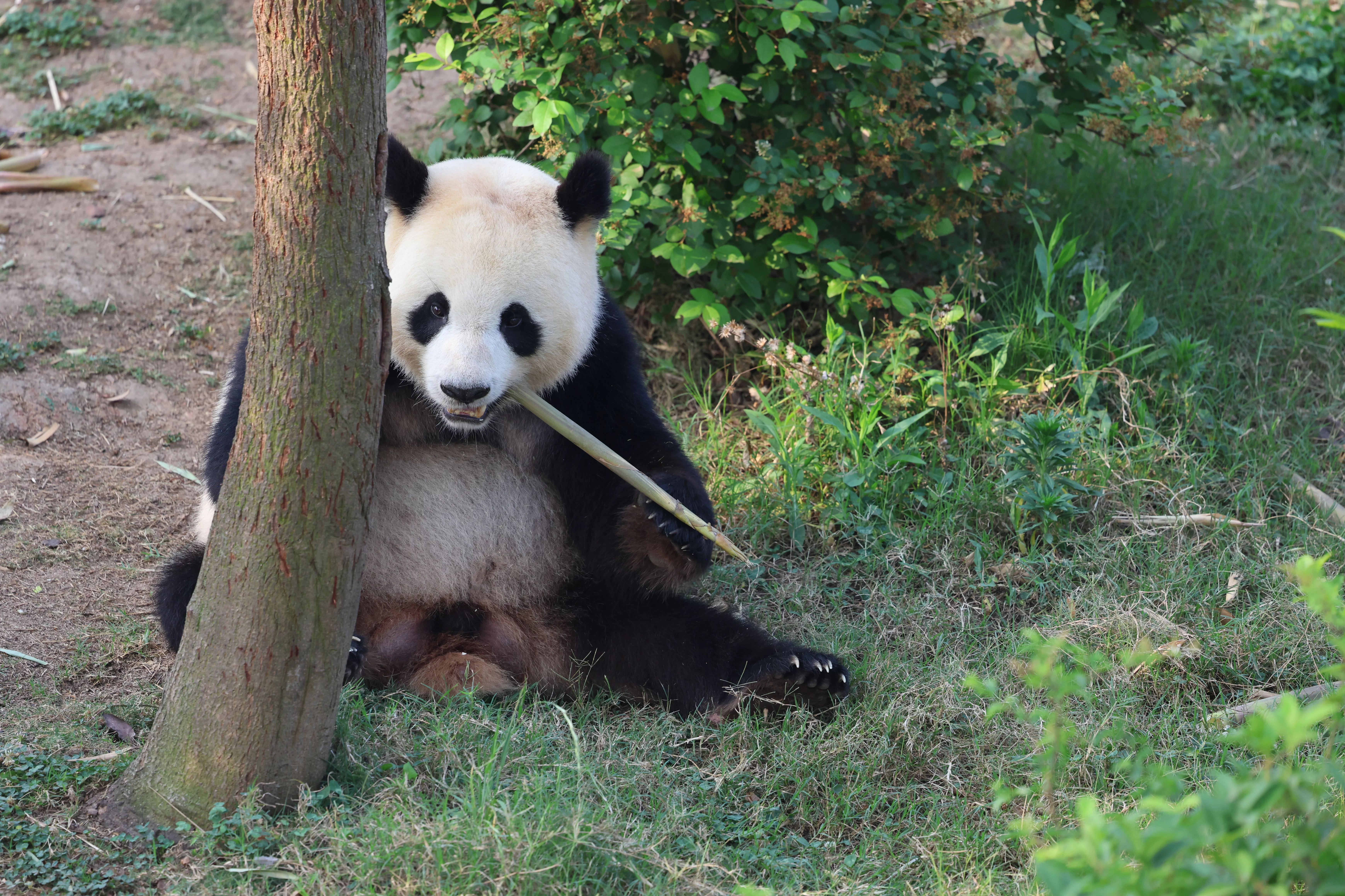 Chengdu Research Base of Giant Panda Breeding