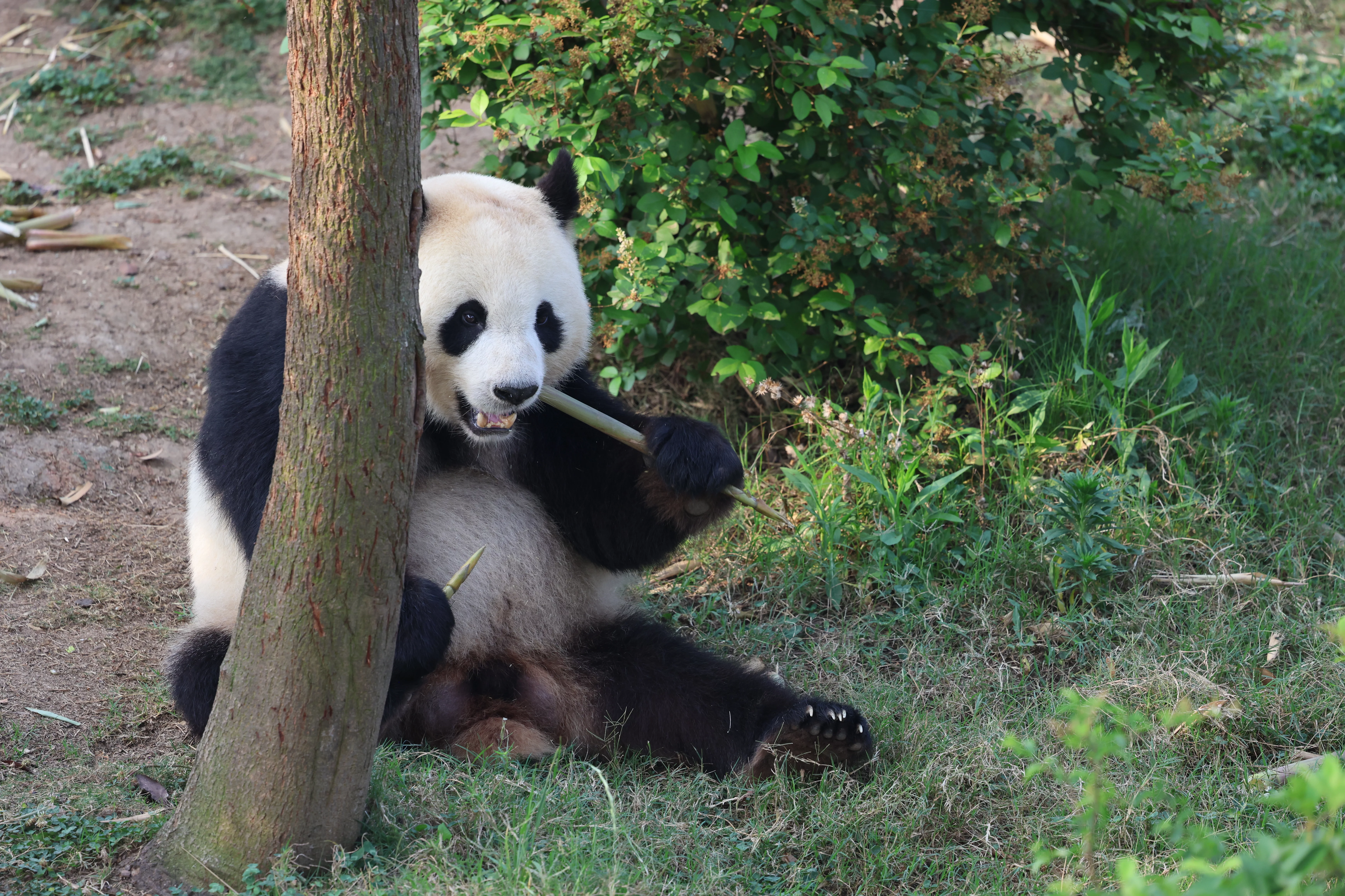 Chengdu Research Base of Giant Panda Breeding
