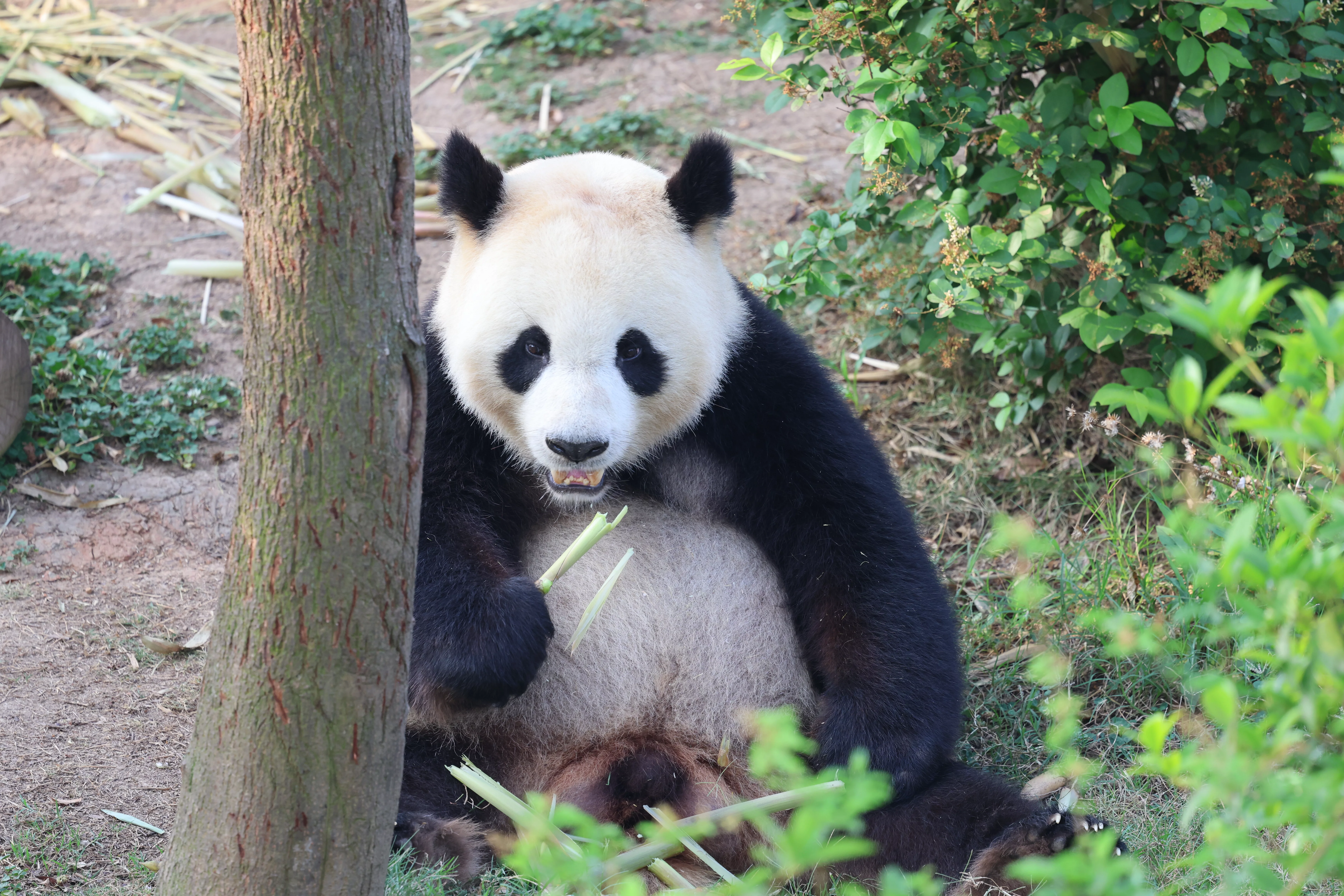 Chengdu Research Base of Giant Panda Breeding