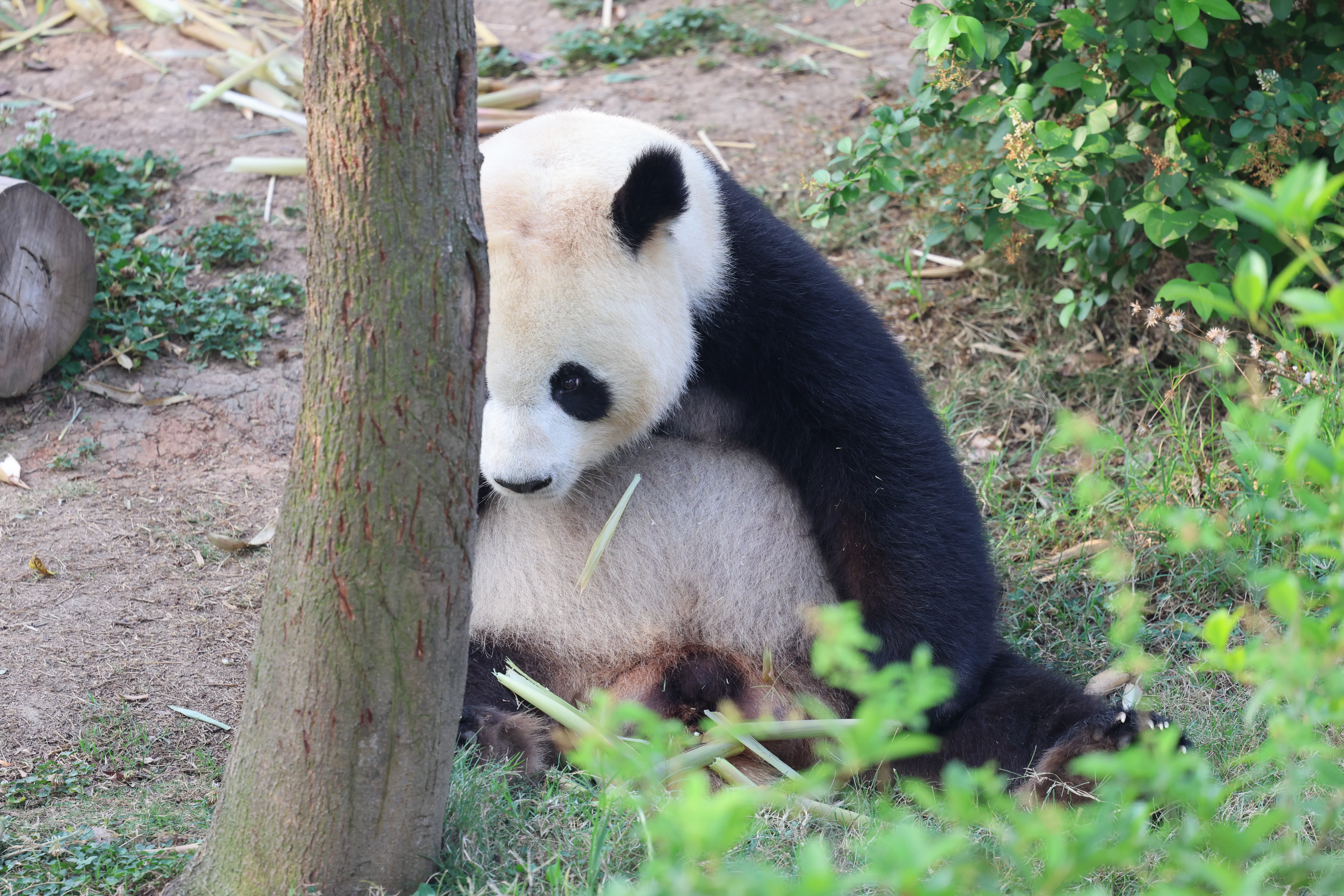 Chengdu Research Base of Giant Panda Breeding