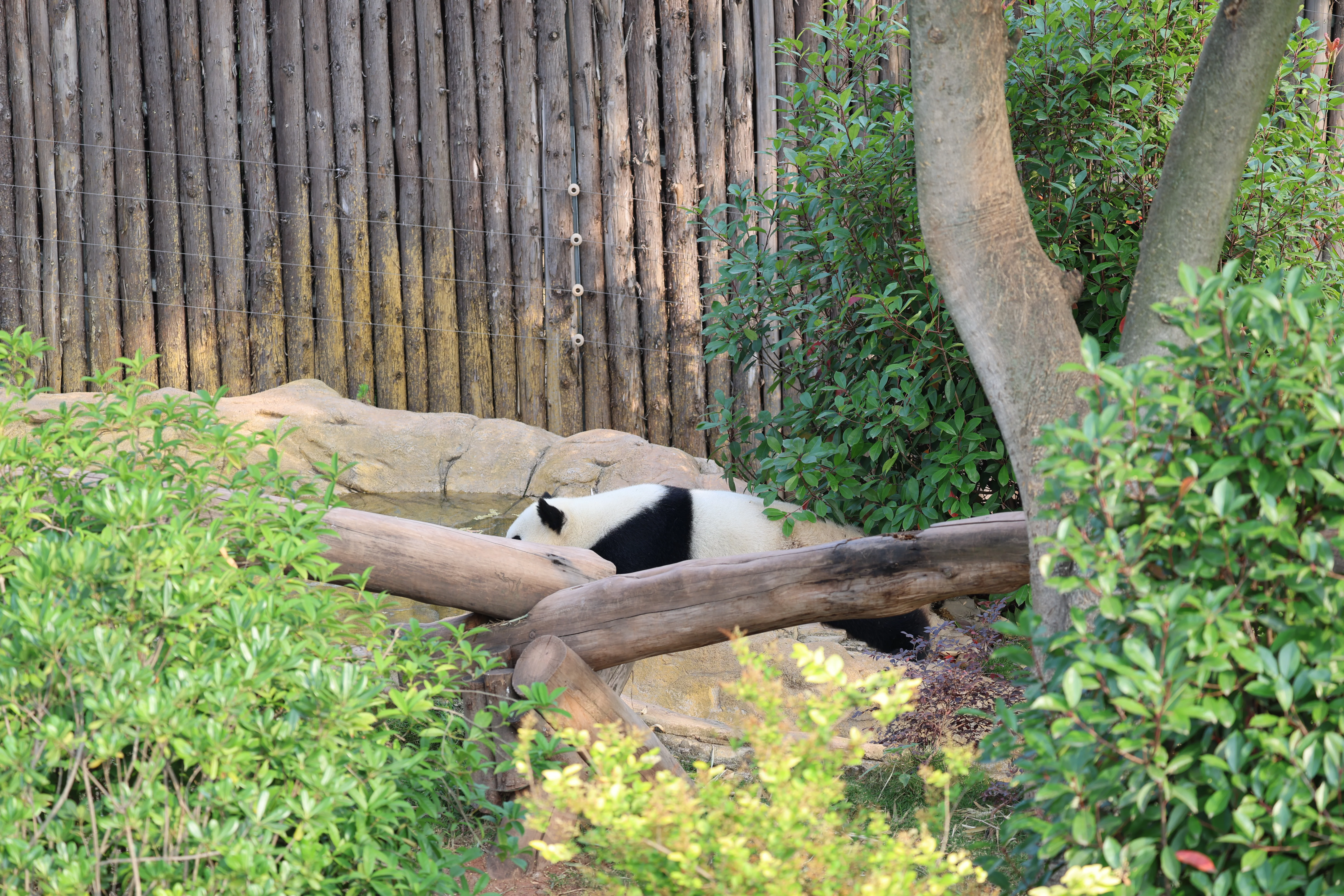 Chengdu Research Base of Giant Panda Breeding