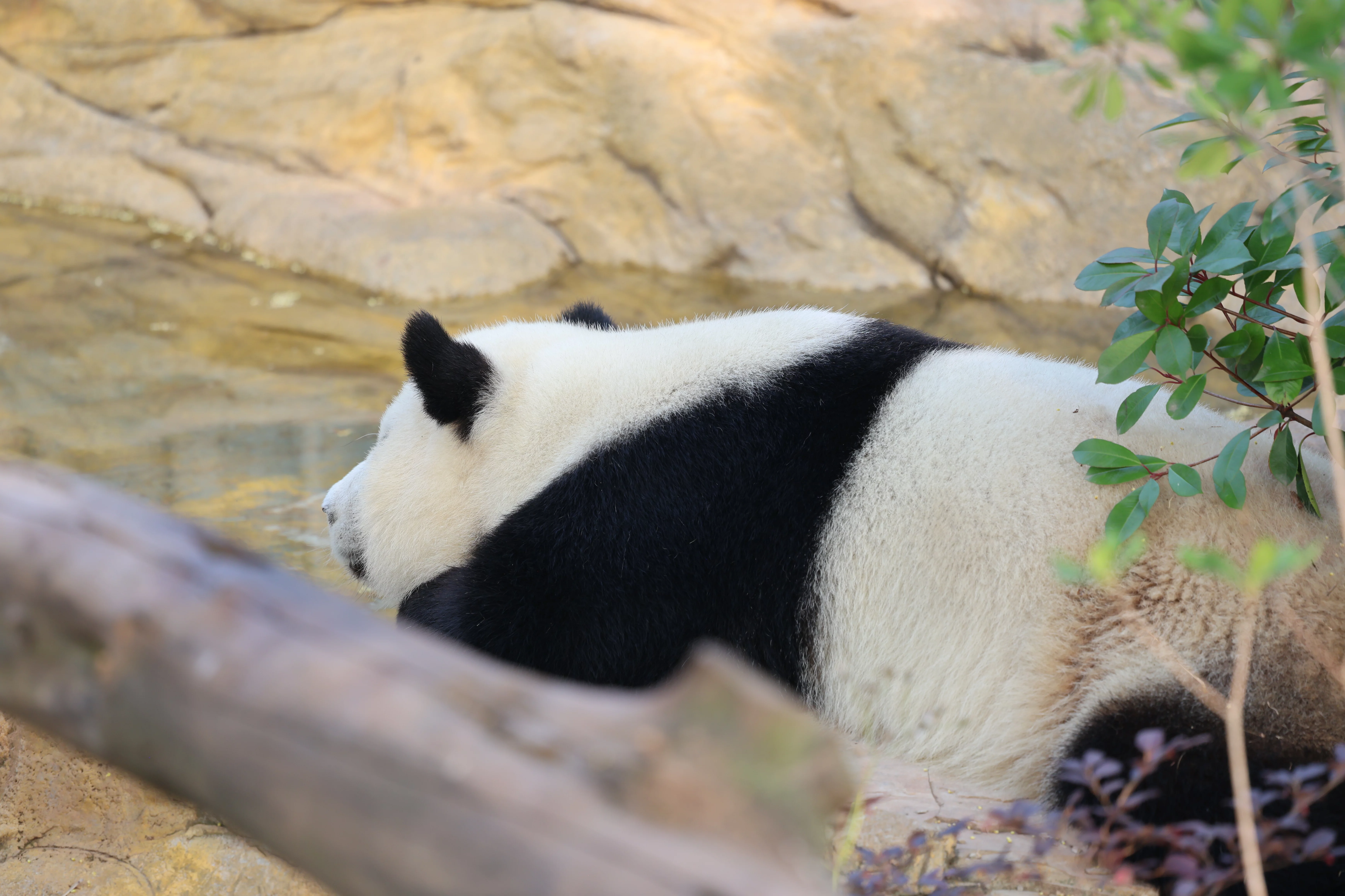 Chengdu Research Base of Giant Panda Breeding