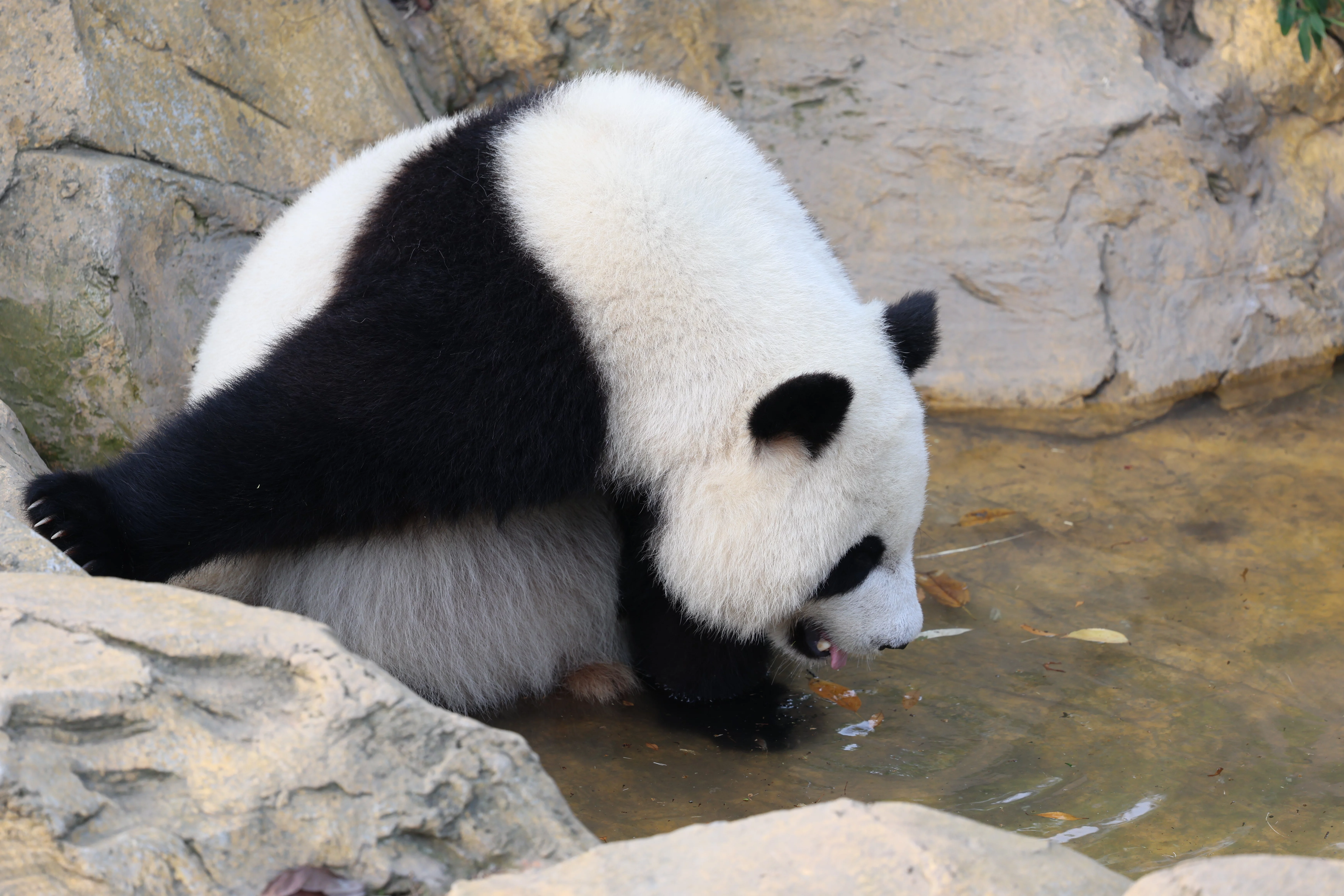 Chengdu Research Base of Giant Panda Breeding