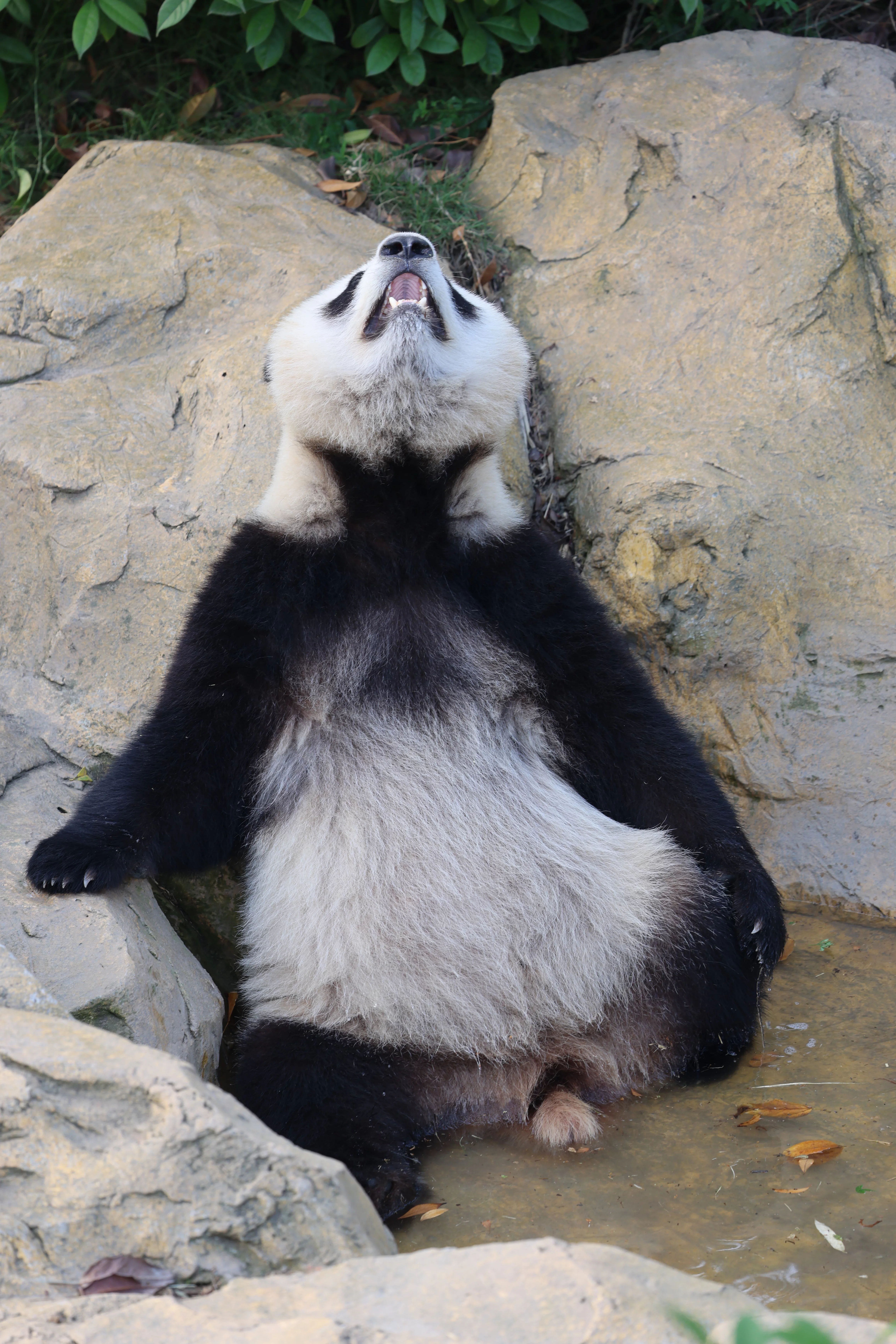 Chengdu Research Base of Giant Panda Breeding