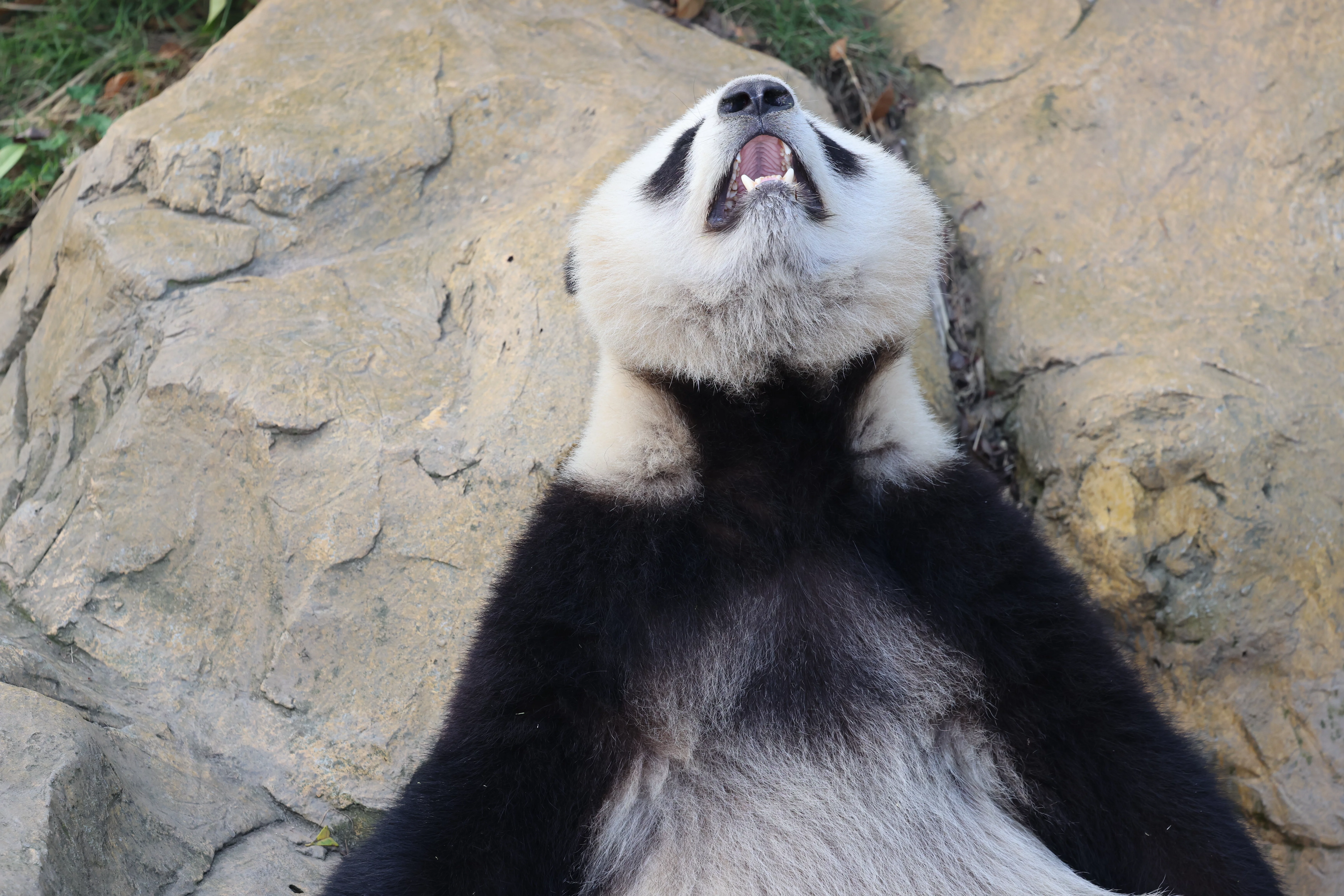 Chengdu Research Base of Giant Panda Breeding