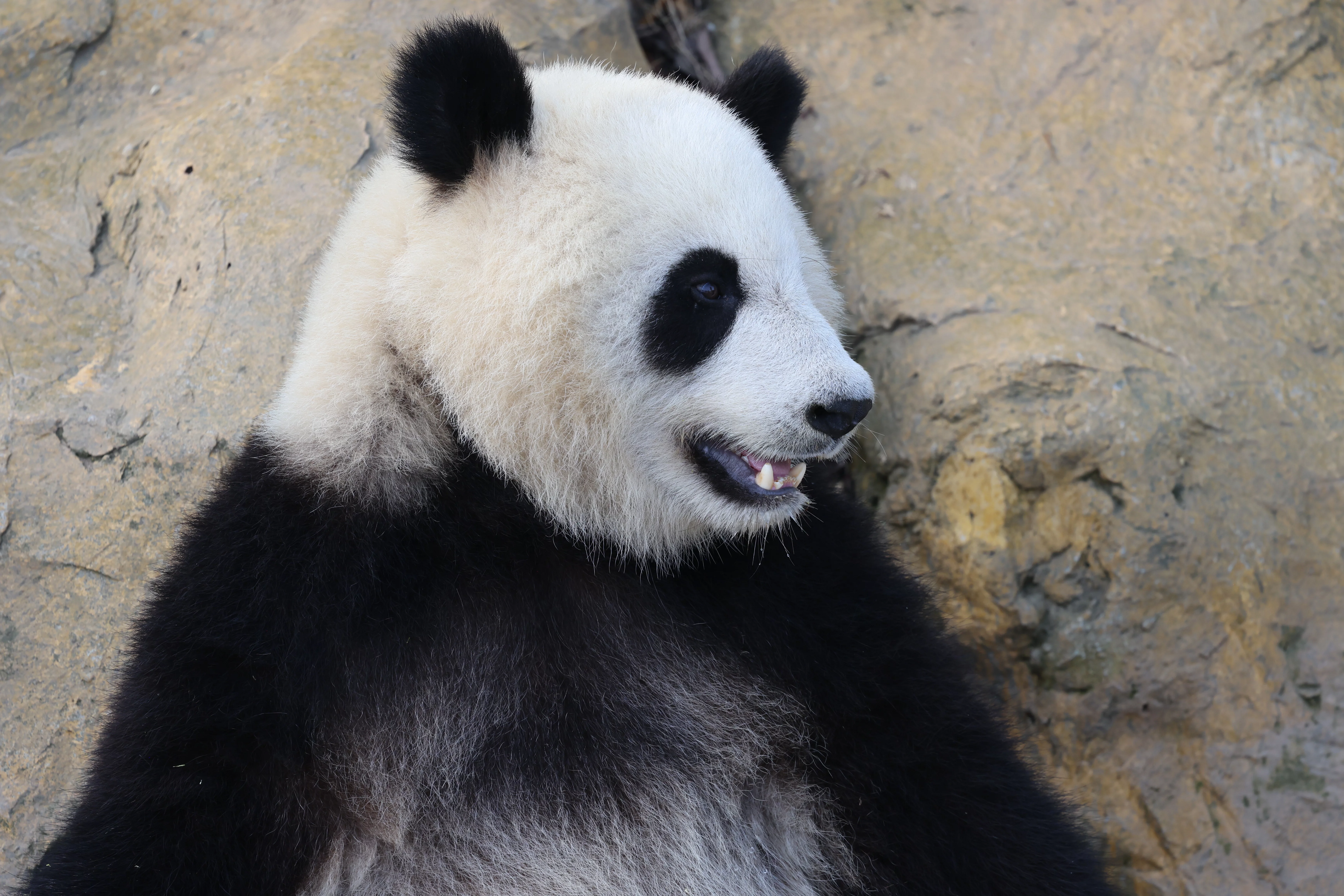 Chengdu Research Base of Giant Panda Breeding