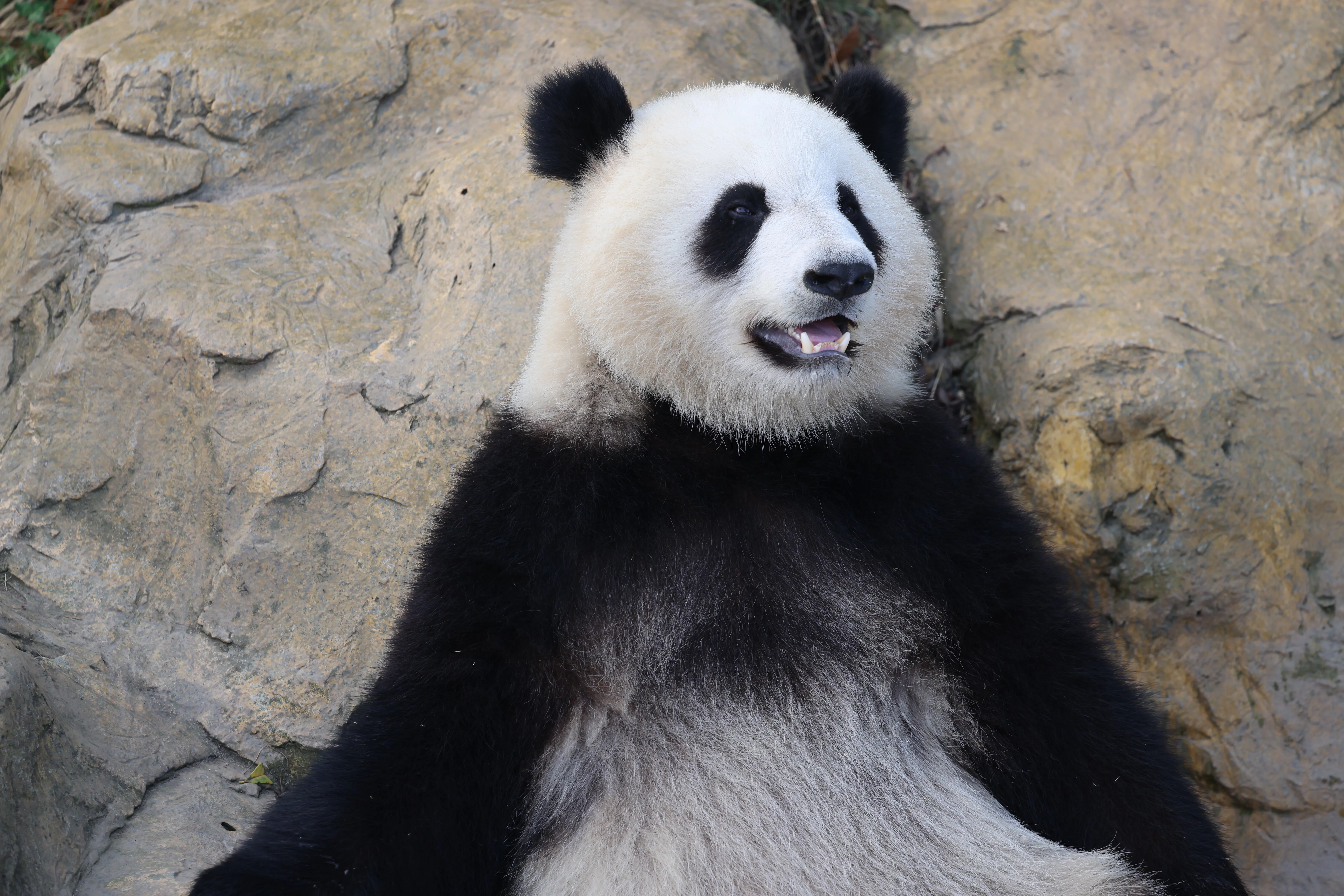 Chengdu Research Base of Giant Panda Breeding