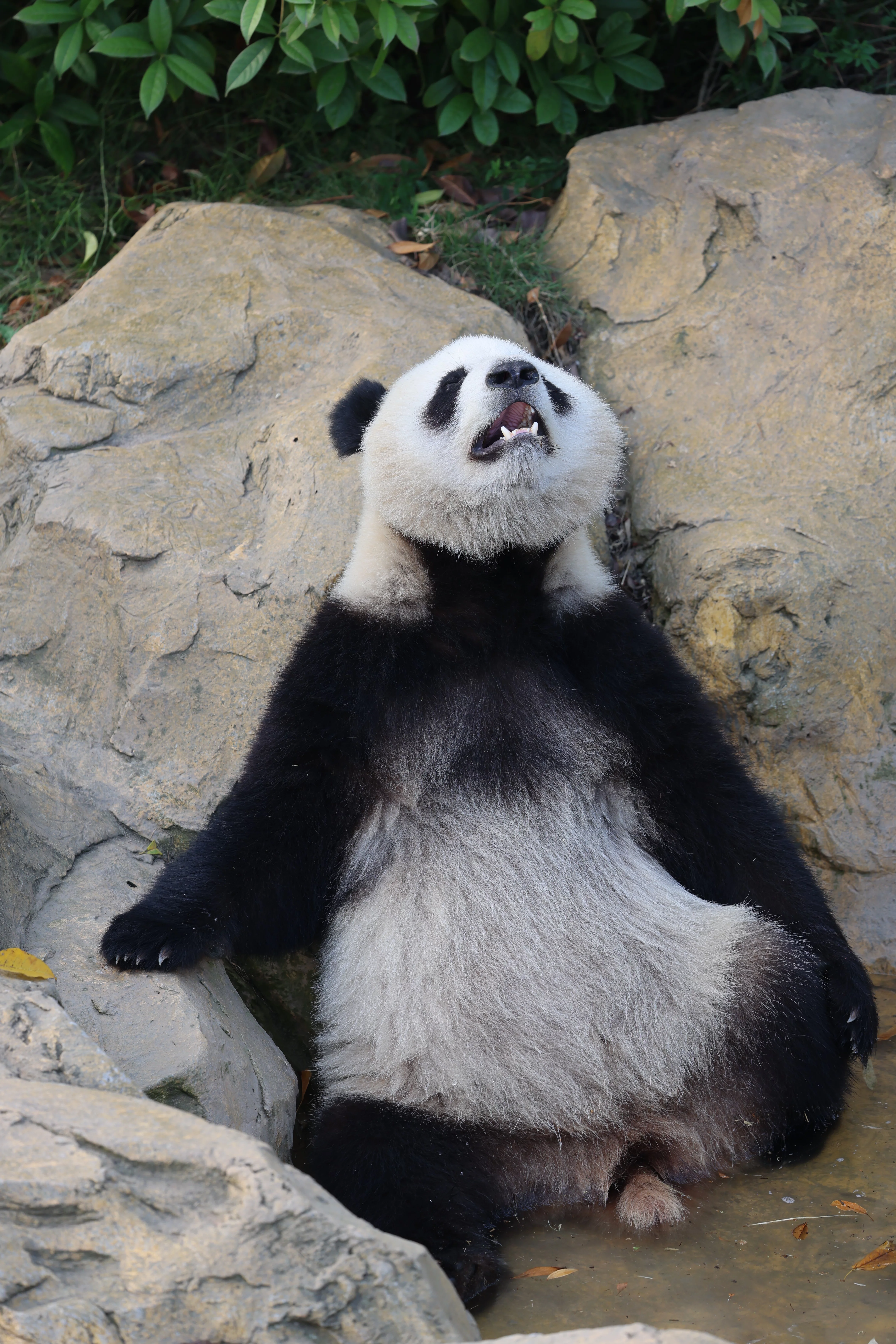 Chengdu Research Base of Giant Panda Breeding