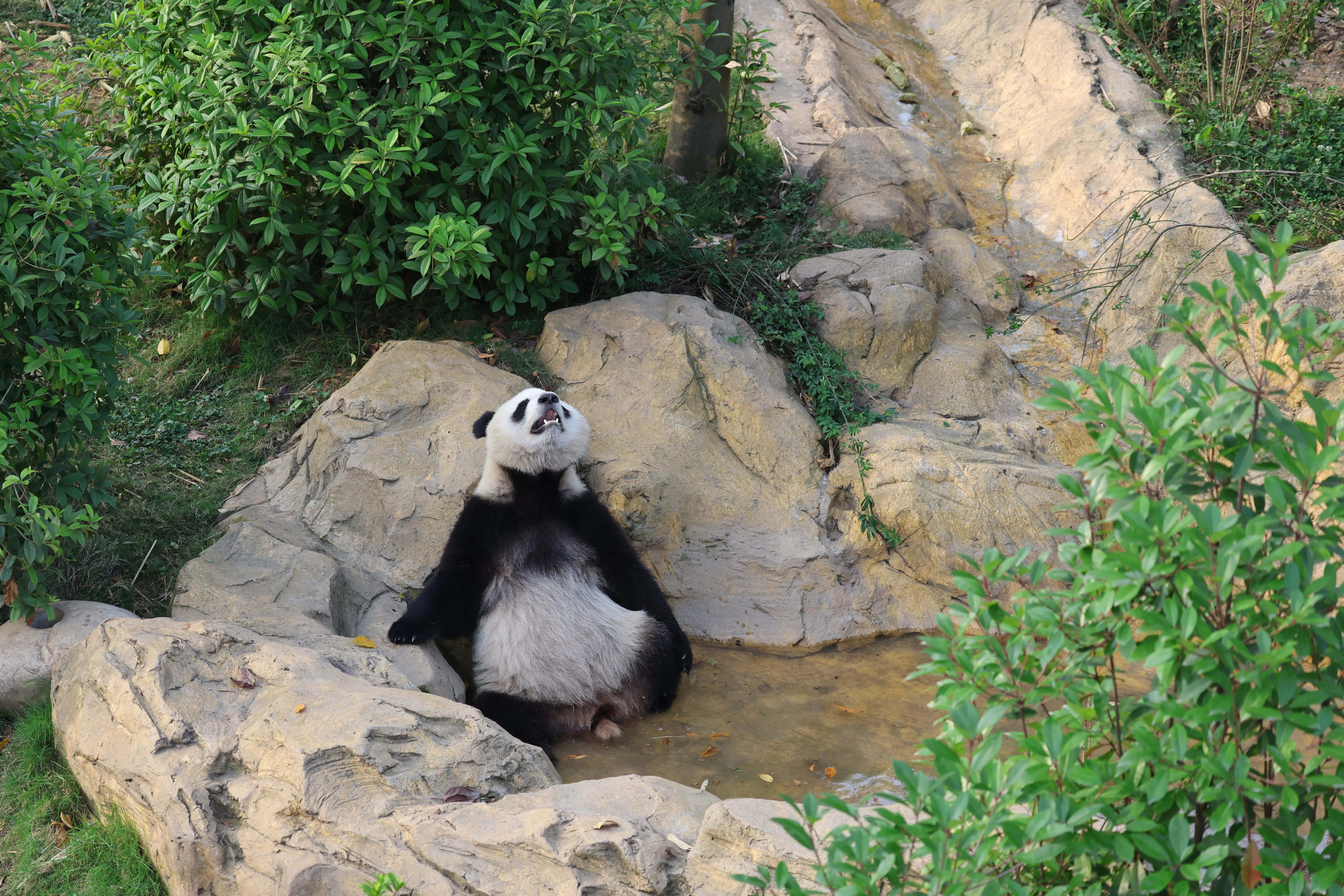 Chengdu Research Base of Giant Panda Breeding