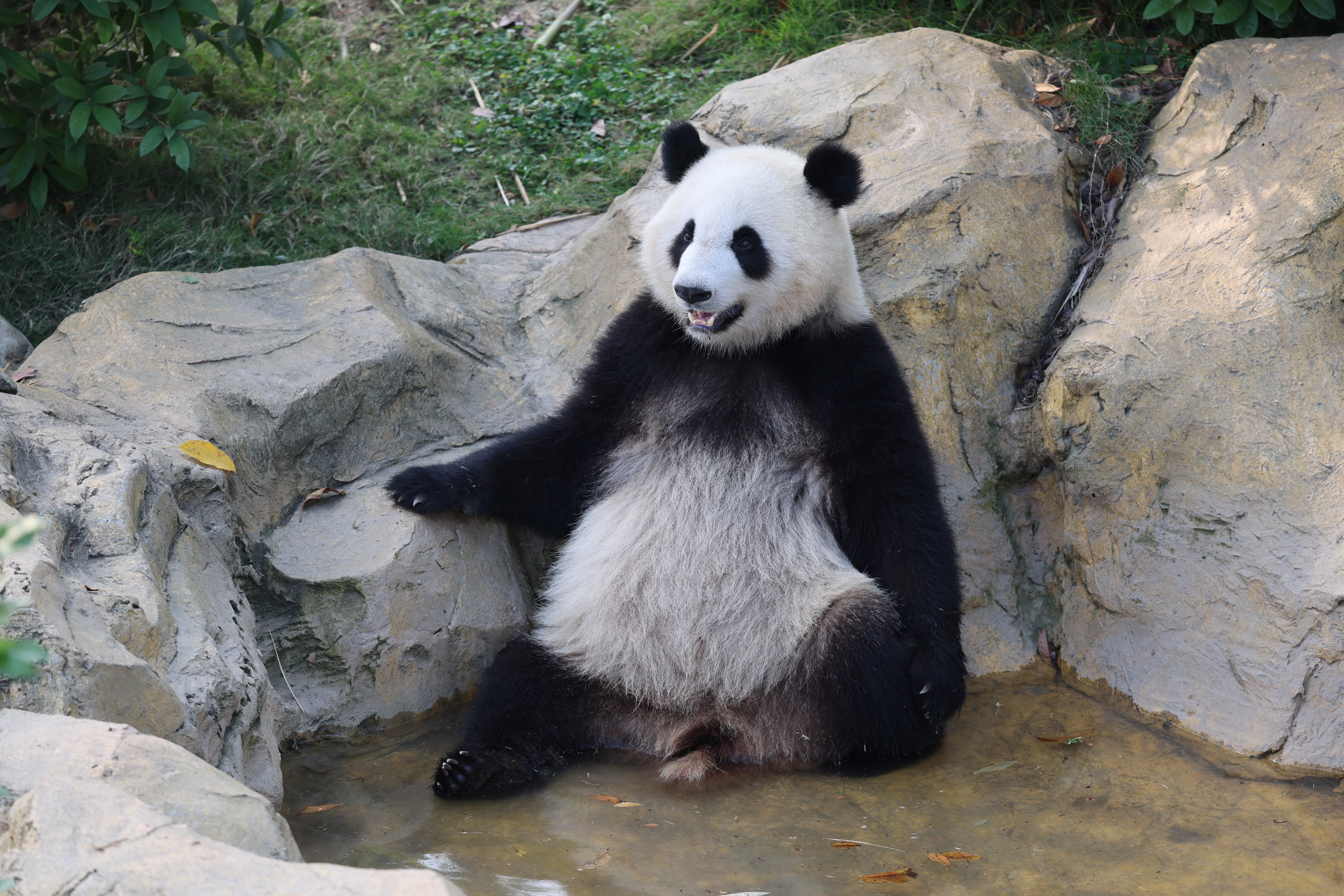 Chengdu Research Base of Giant Panda Breeding
