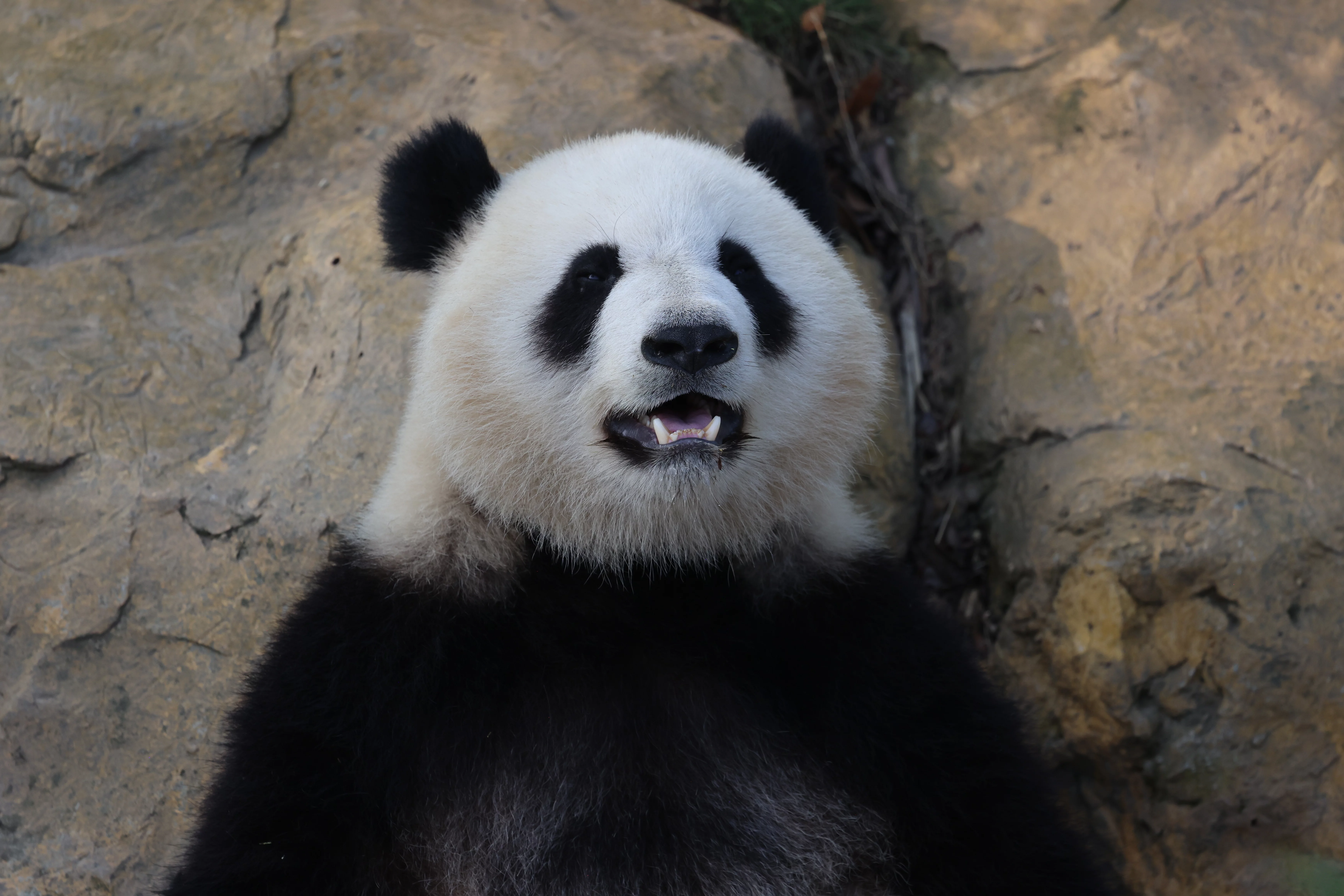 Chengdu Research Base of Giant Panda Breeding