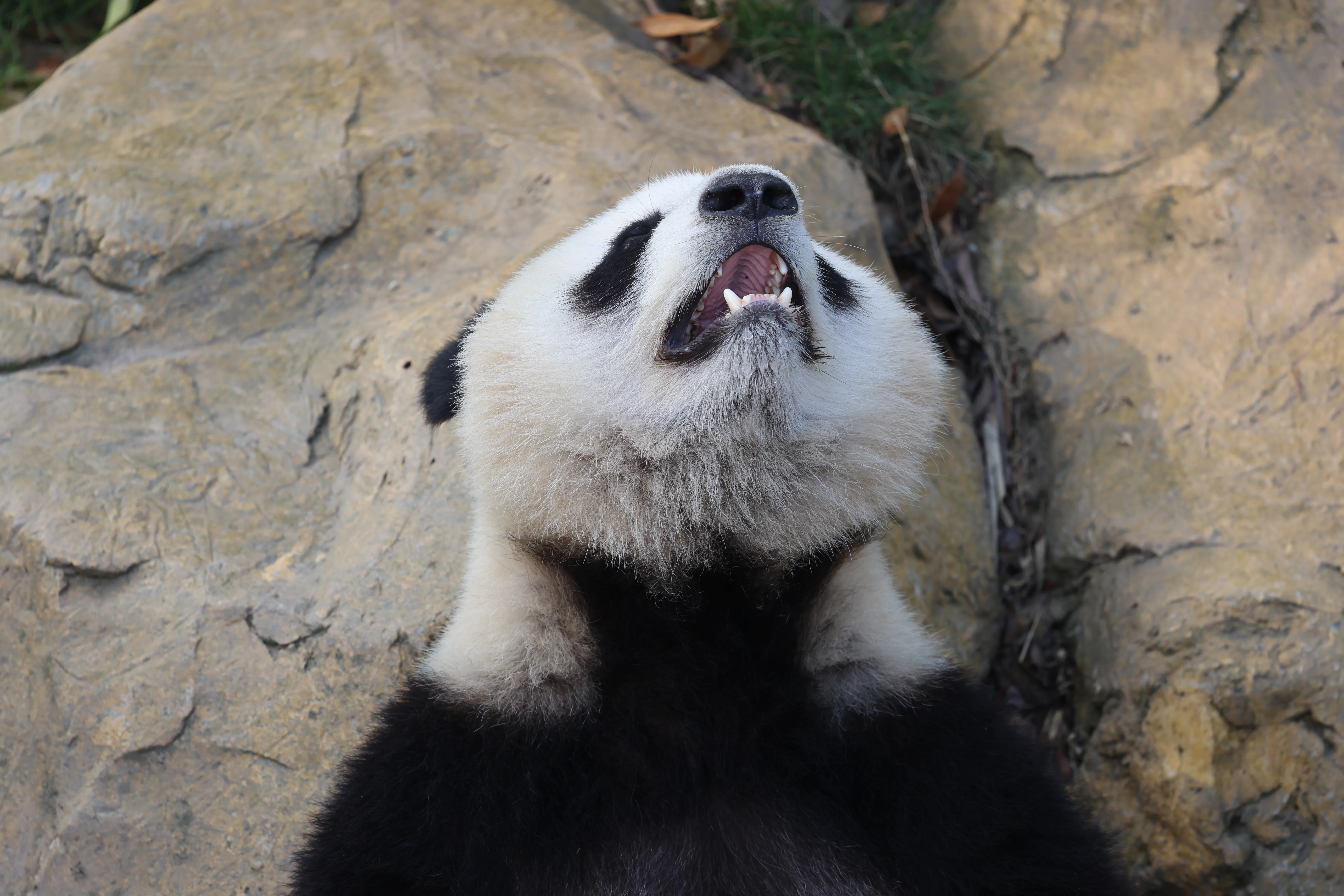 Chengdu Research Base of Giant Panda Breeding