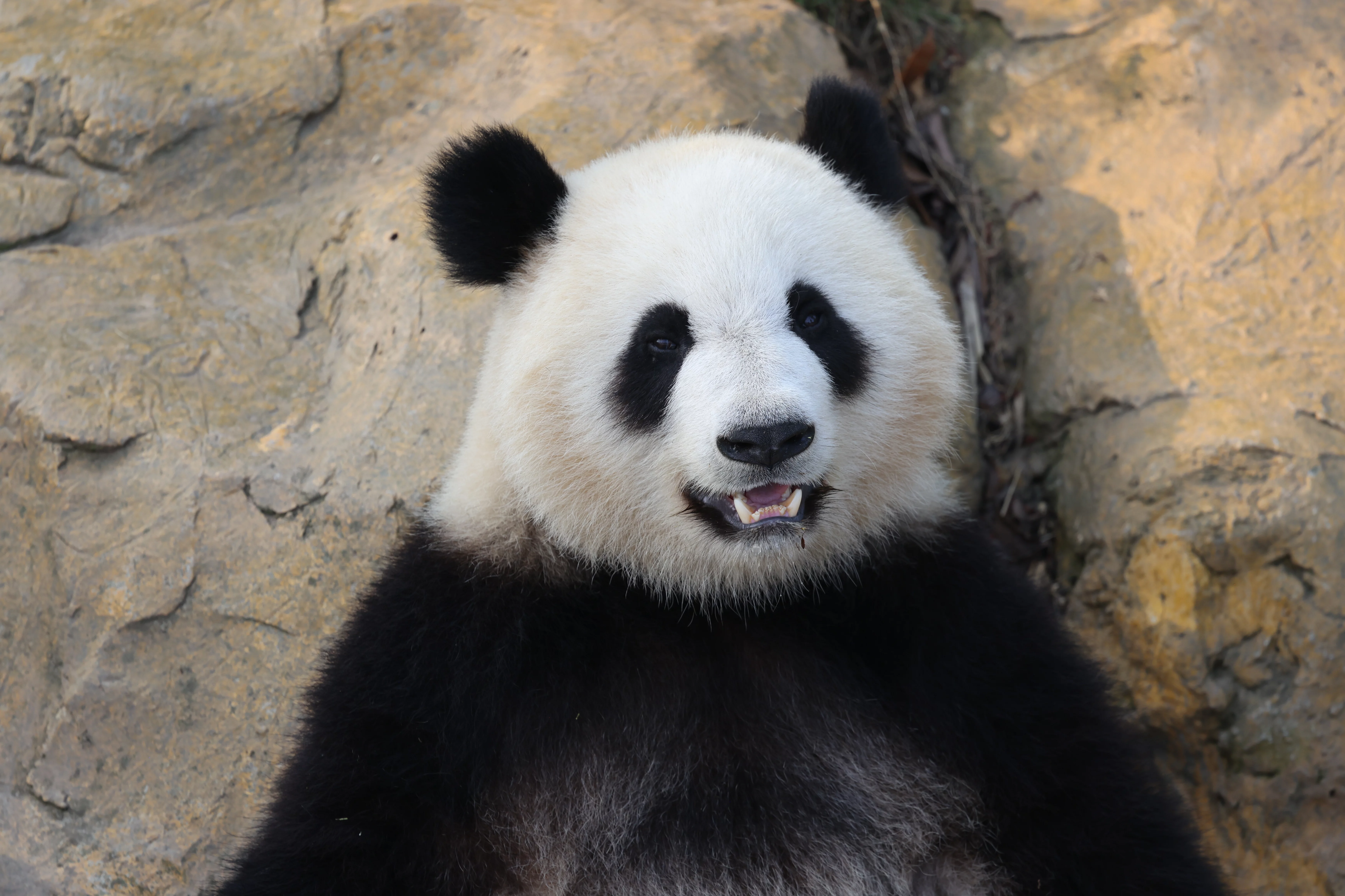 Chengdu Research Base of Giant Panda Breeding