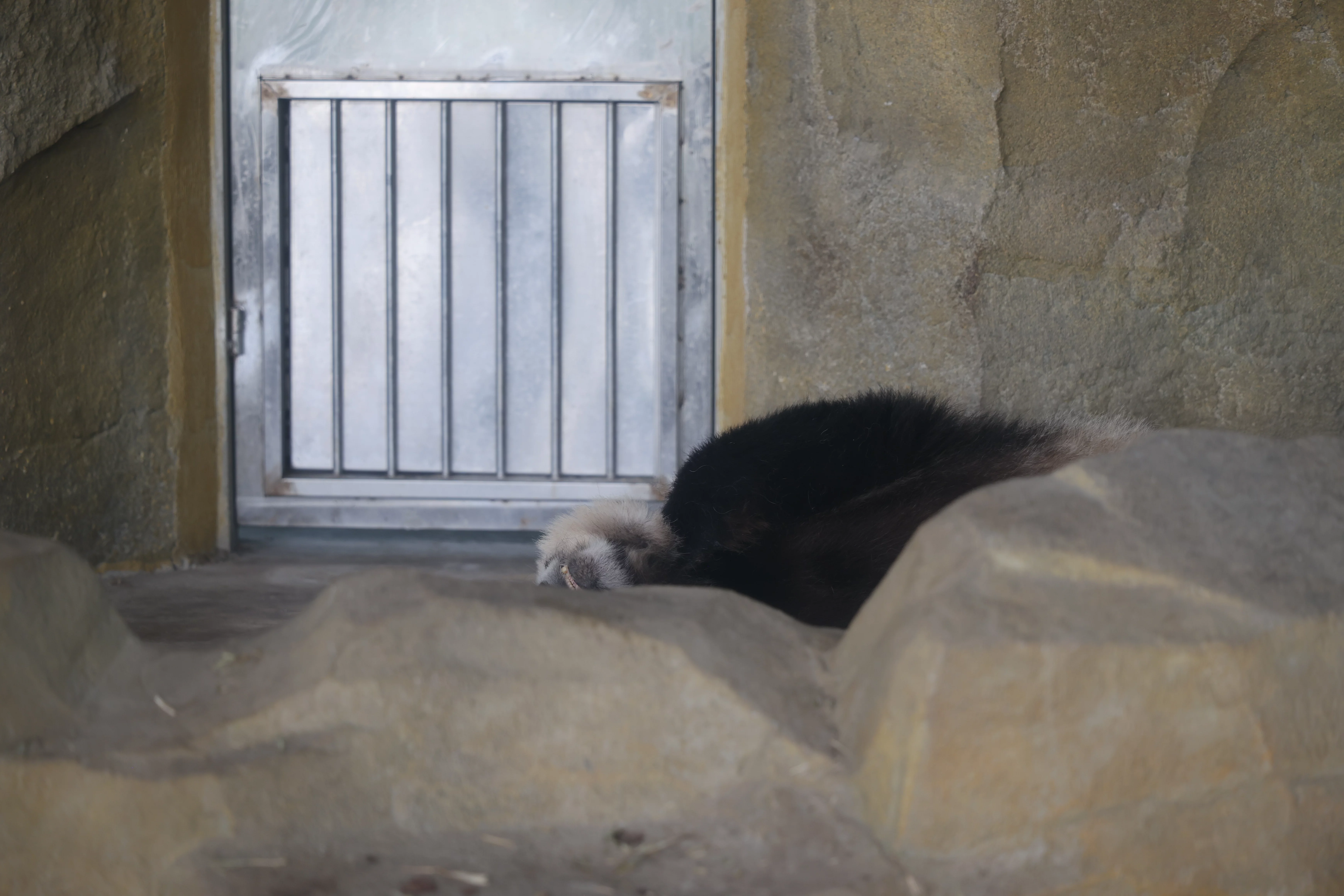 Chengdu Research Base of Giant Panda Breeding