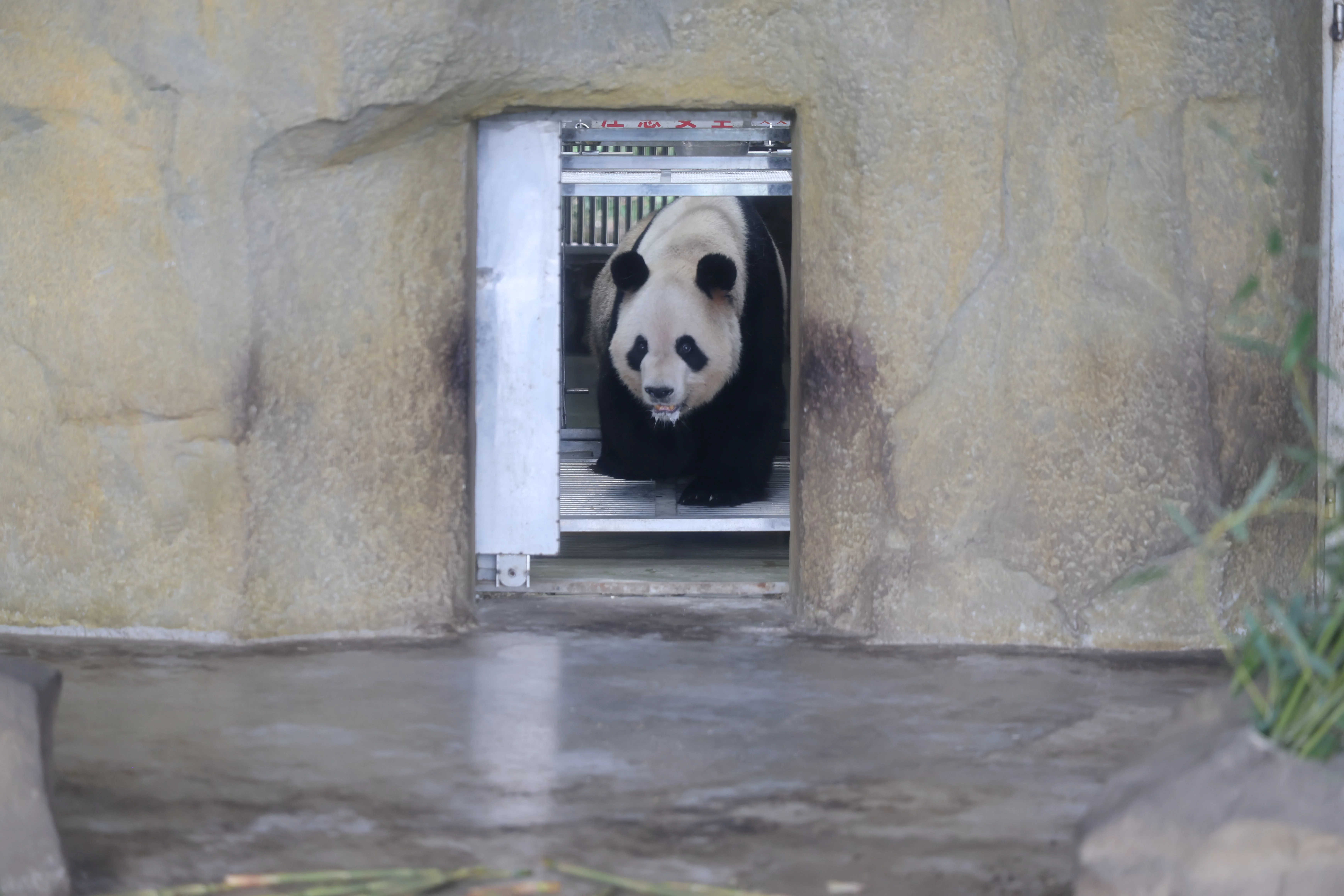 Chengdu Research Base of Giant Panda Breeding