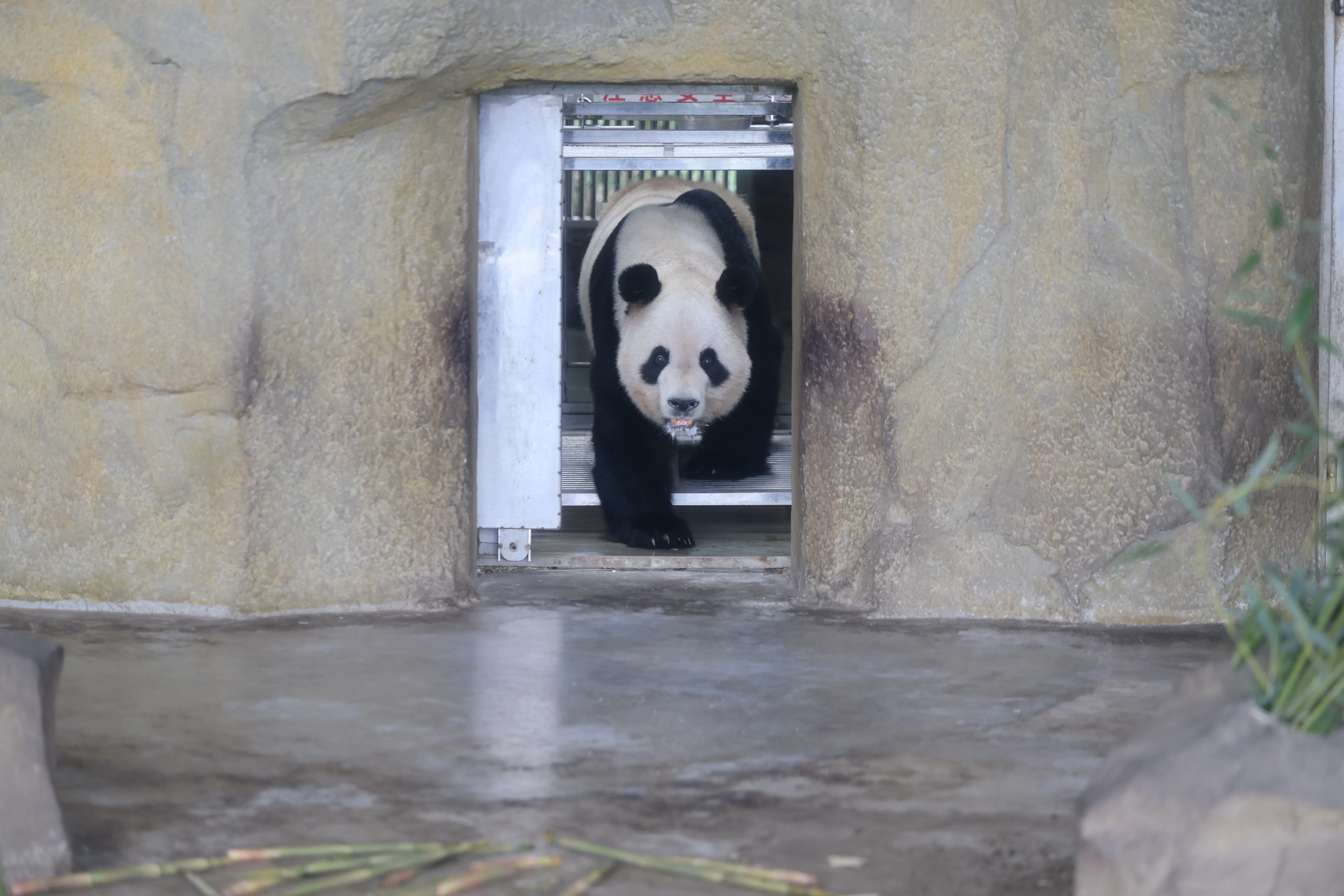 Chengdu Research Base of Giant Panda Breeding