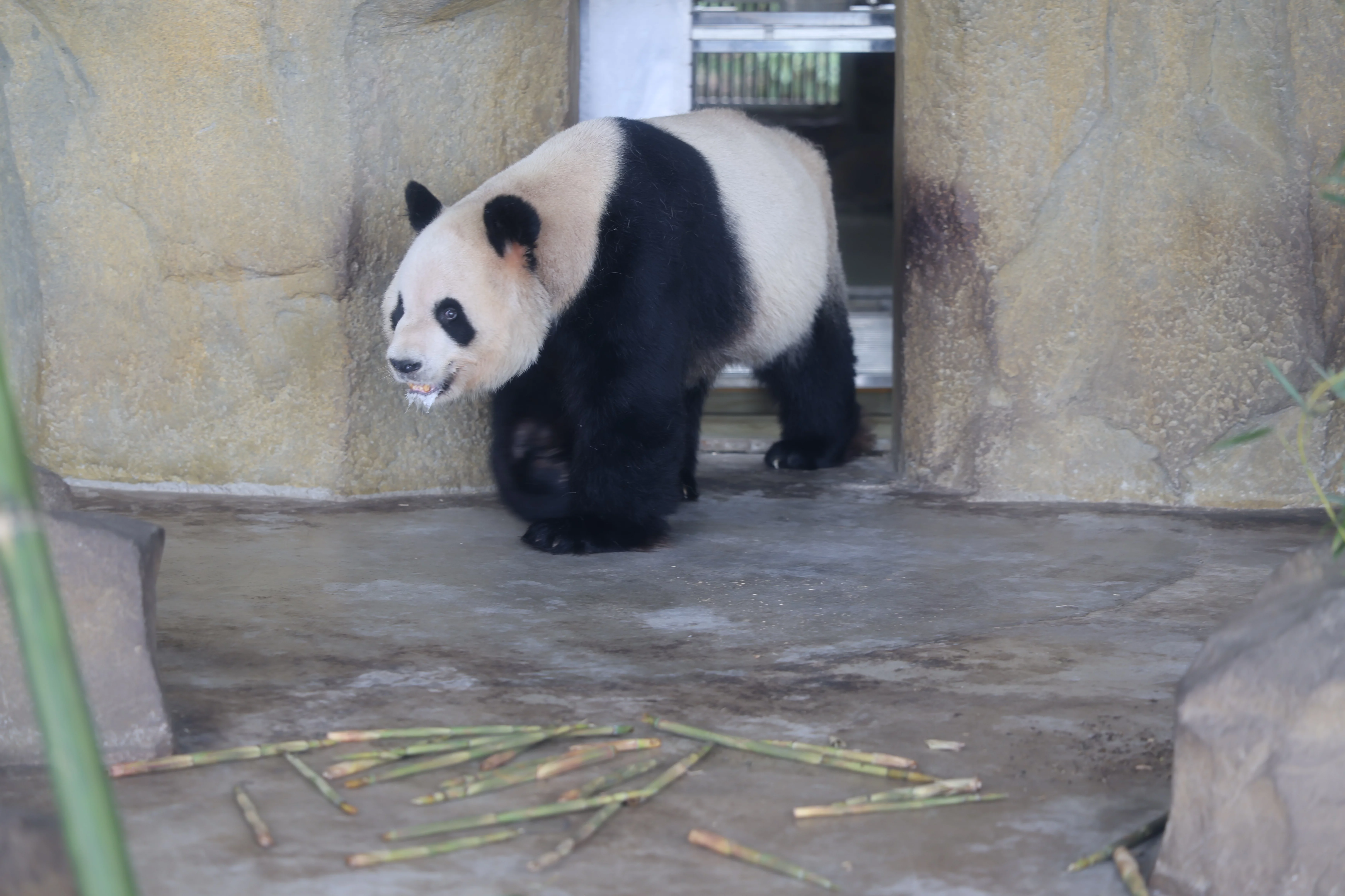 Chengdu Research Base of Giant Panda Breeding