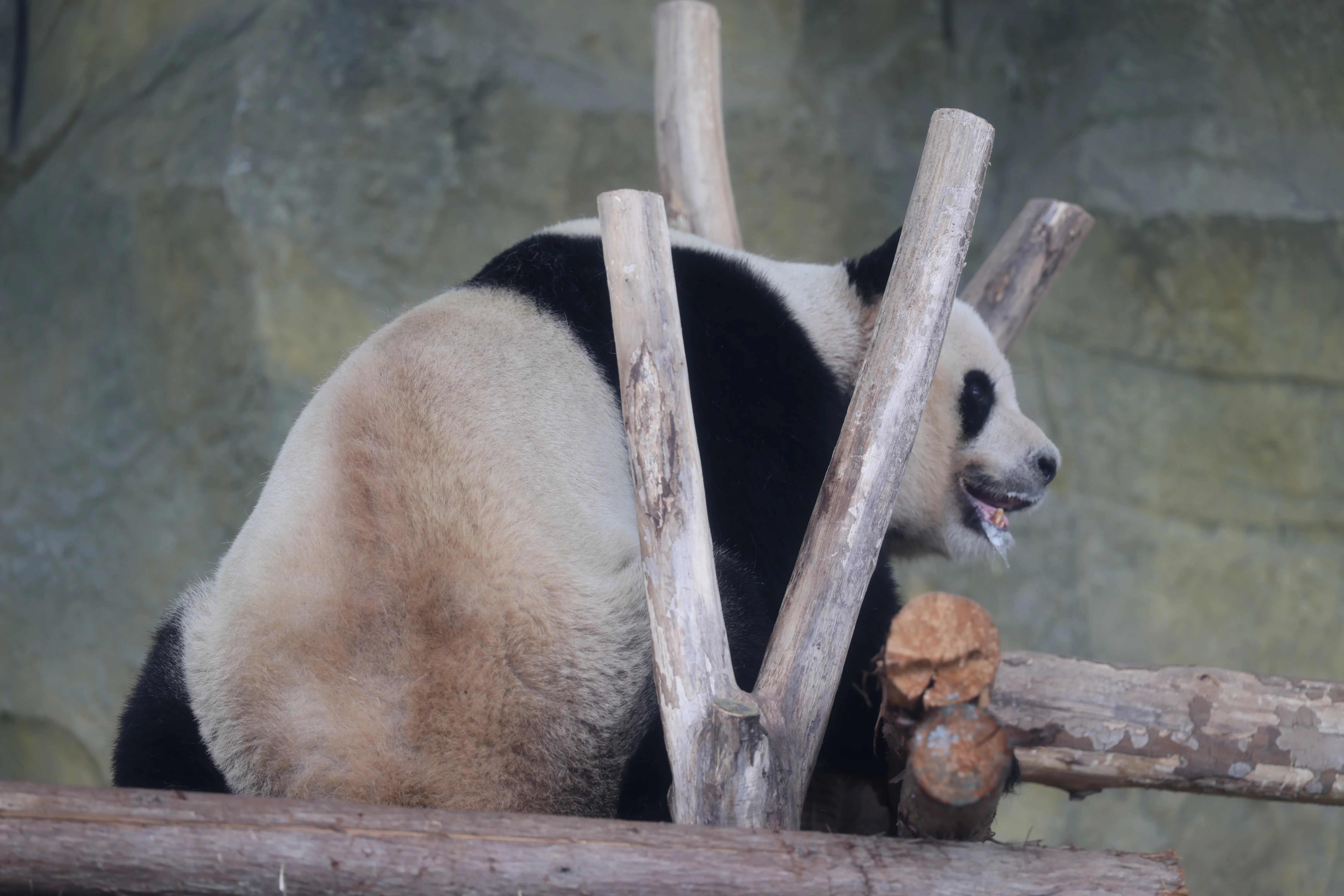 Chengdu Research Base of Giant Panda Breeding