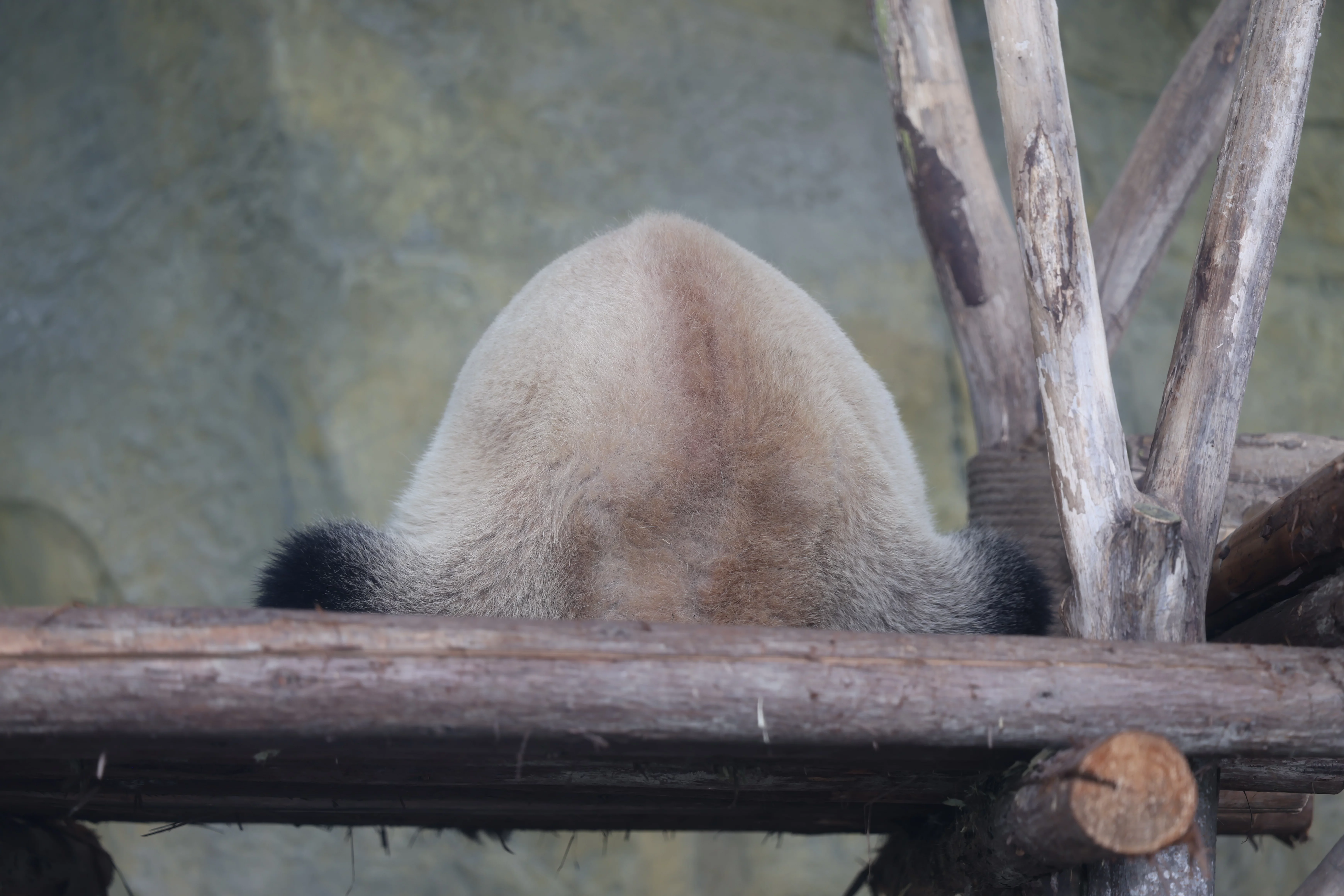 Chengdu Research Base of Giant Panda Breeding